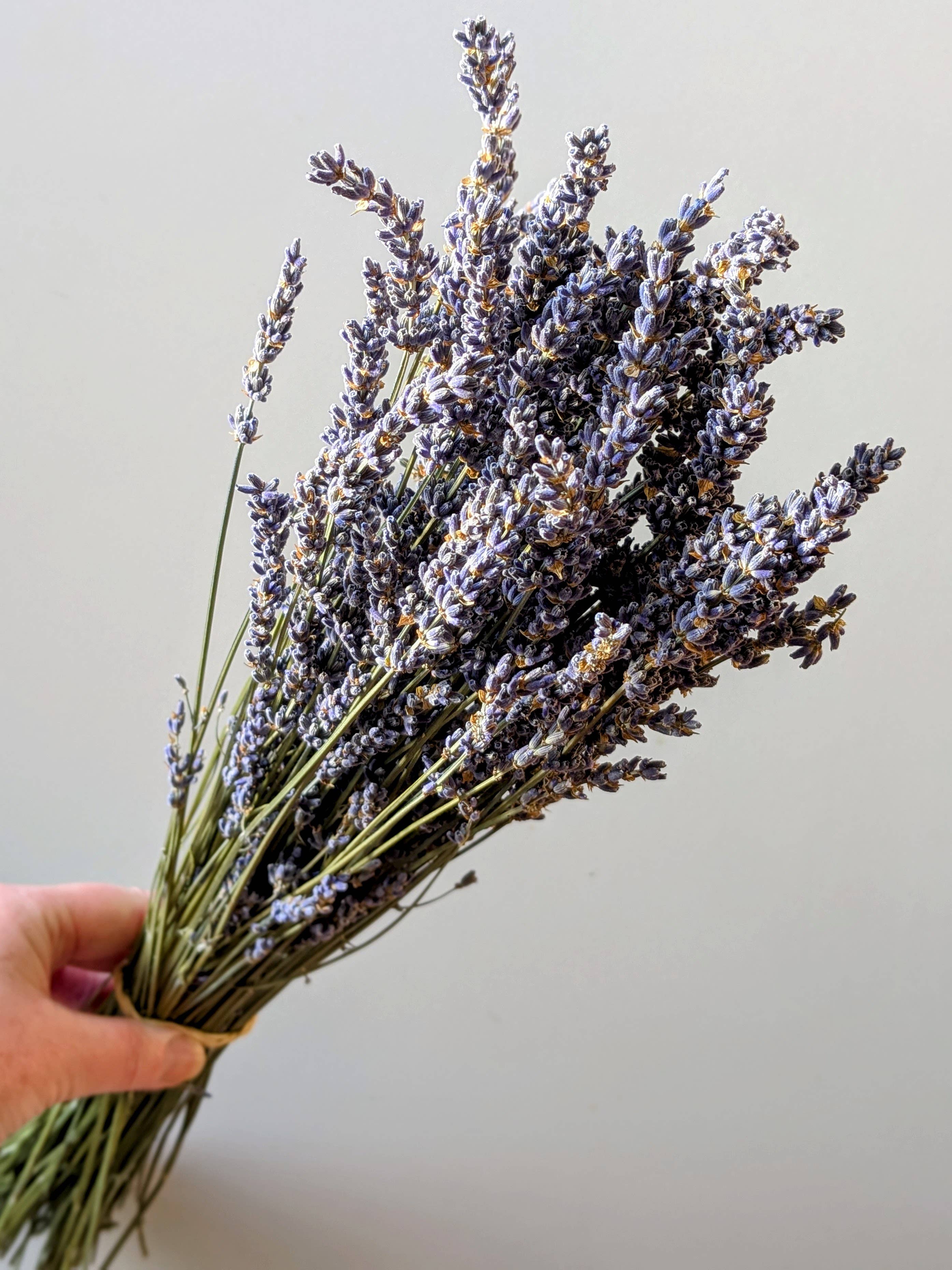 Dried Lavender Bunch 50cm Pale Blue Natural
