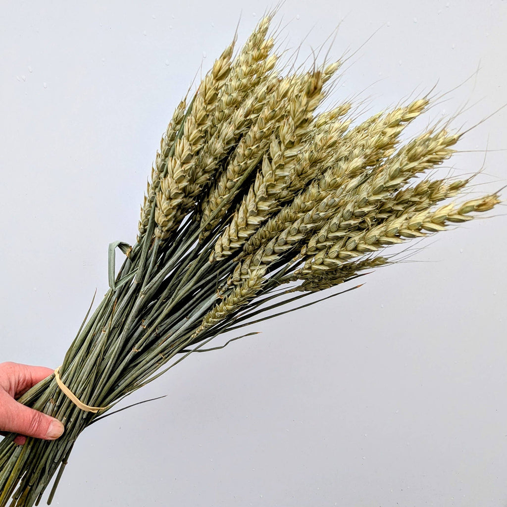 British Dried Wheat Bunch For Arrangements And Crafts