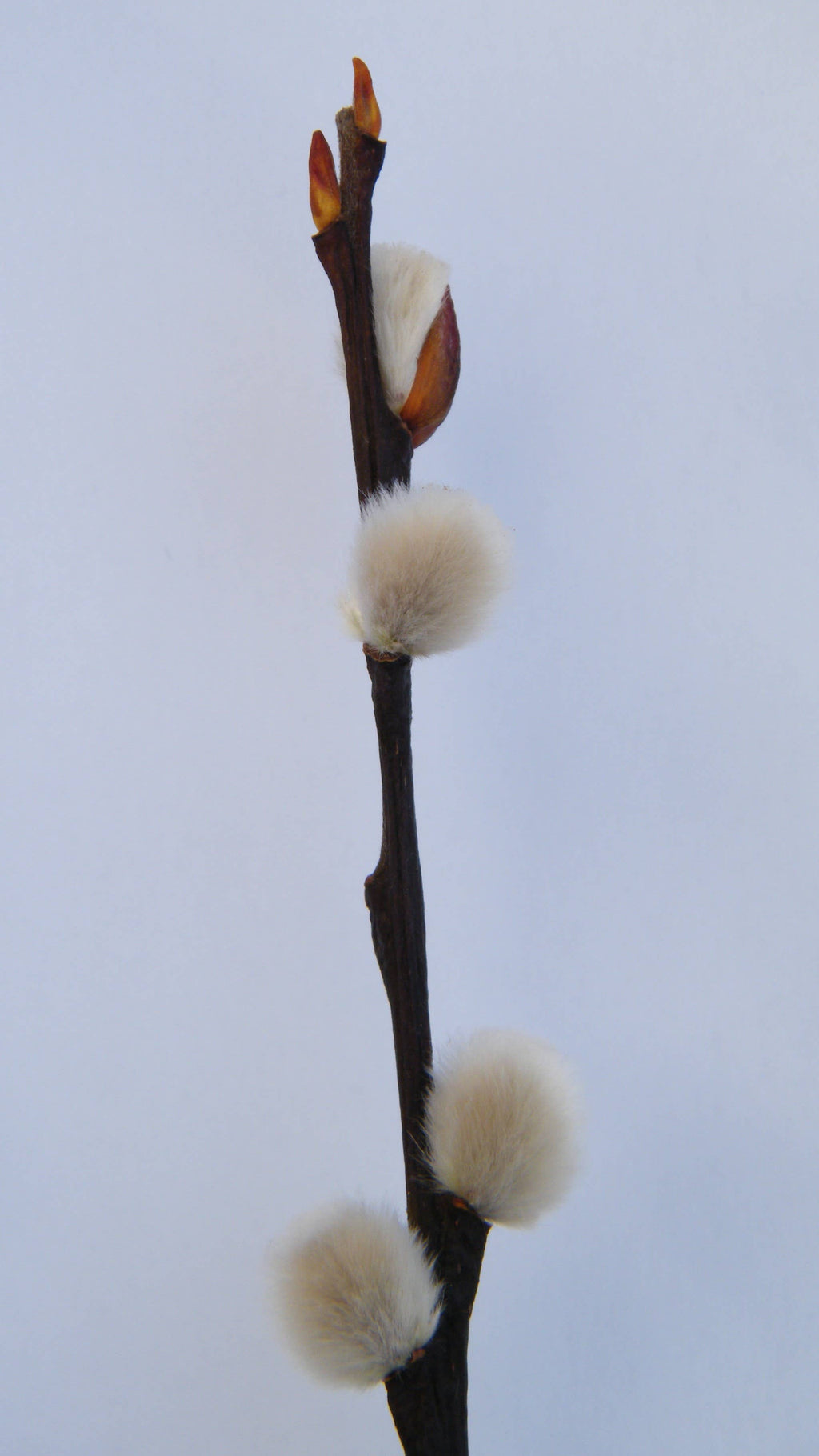 Dried Pussy Willow Bunch 40cm - Salix Caprea - UK Grown