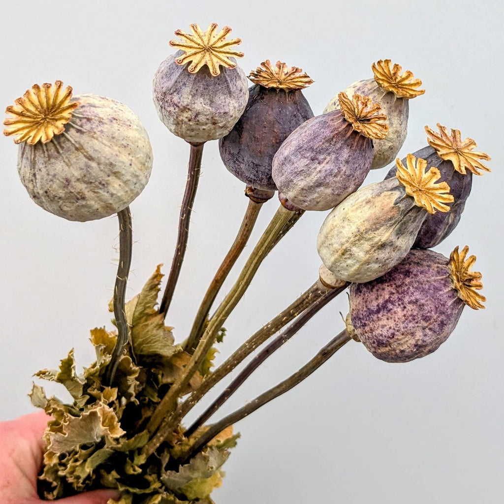 British Poppy Pods Bunch Large for Bouquets and Home Decor