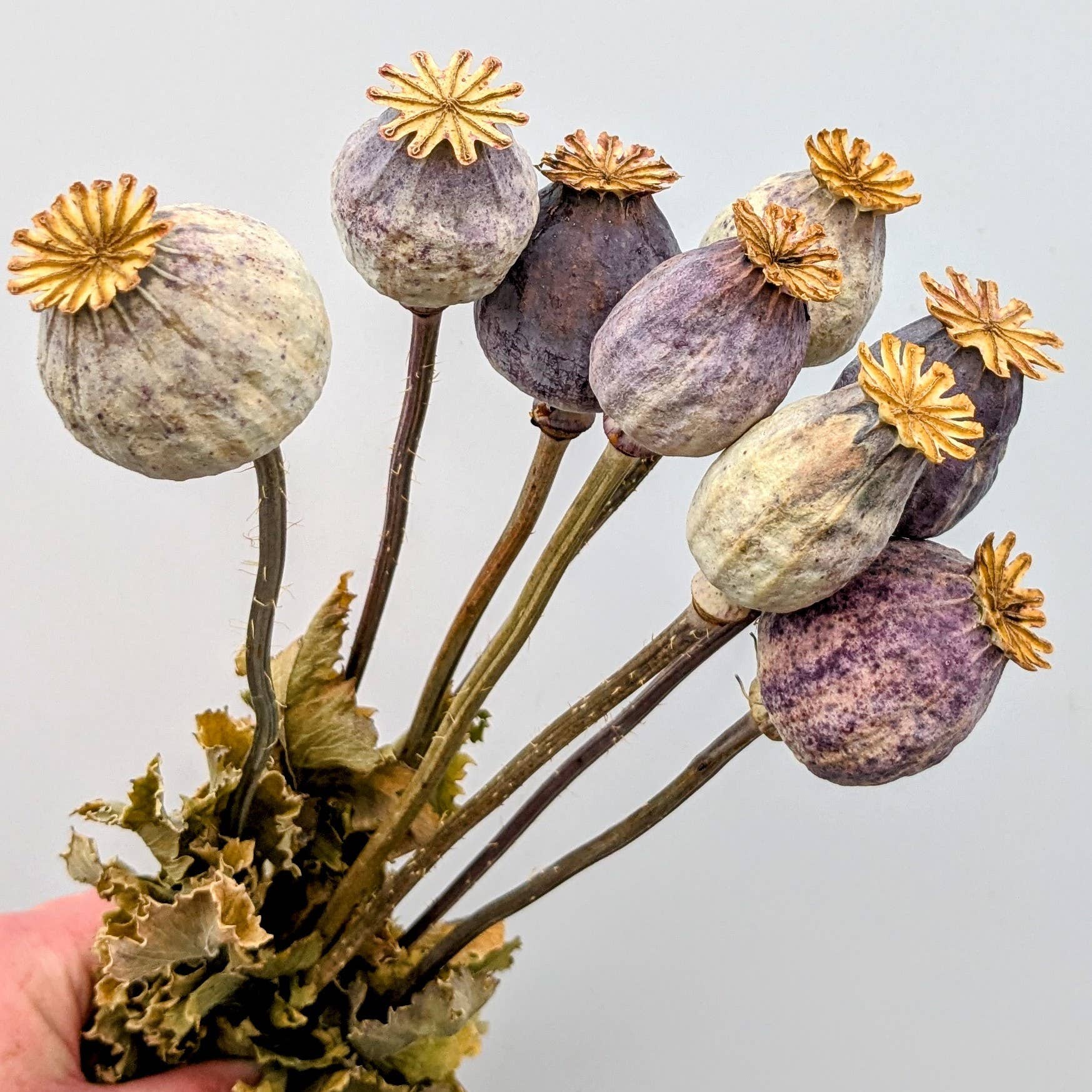 British Poppy Pods Bunch Large for Bouquets and Home Decor