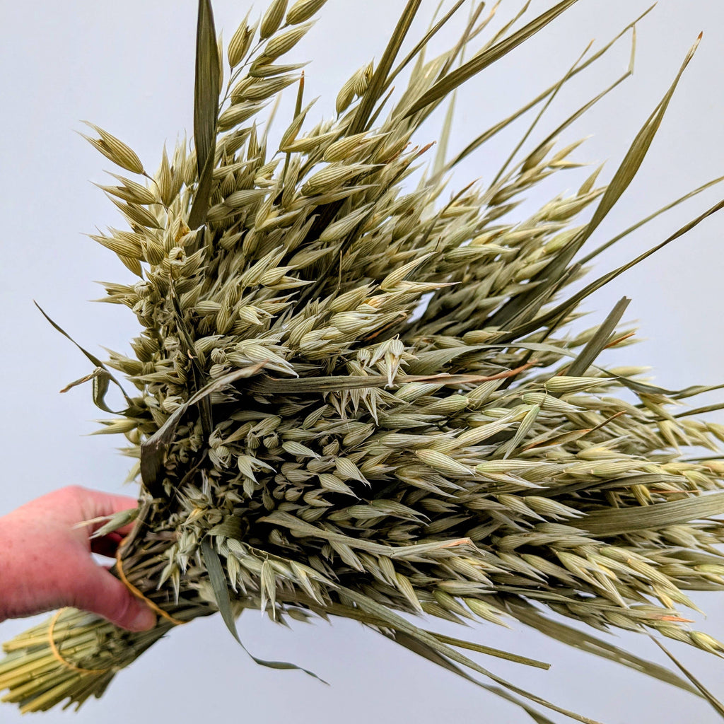 British Dried Oats Bunch: Avena For Arrangements And Crafts