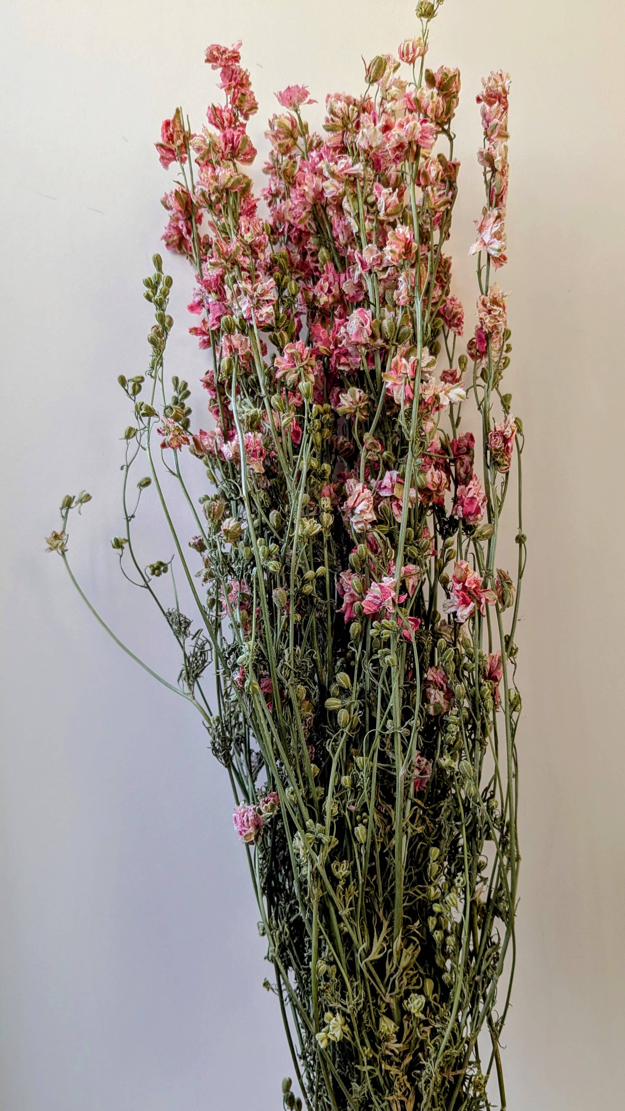 Pink Delphinium Dried Flower Bunch UK grown - Larkspur Stems