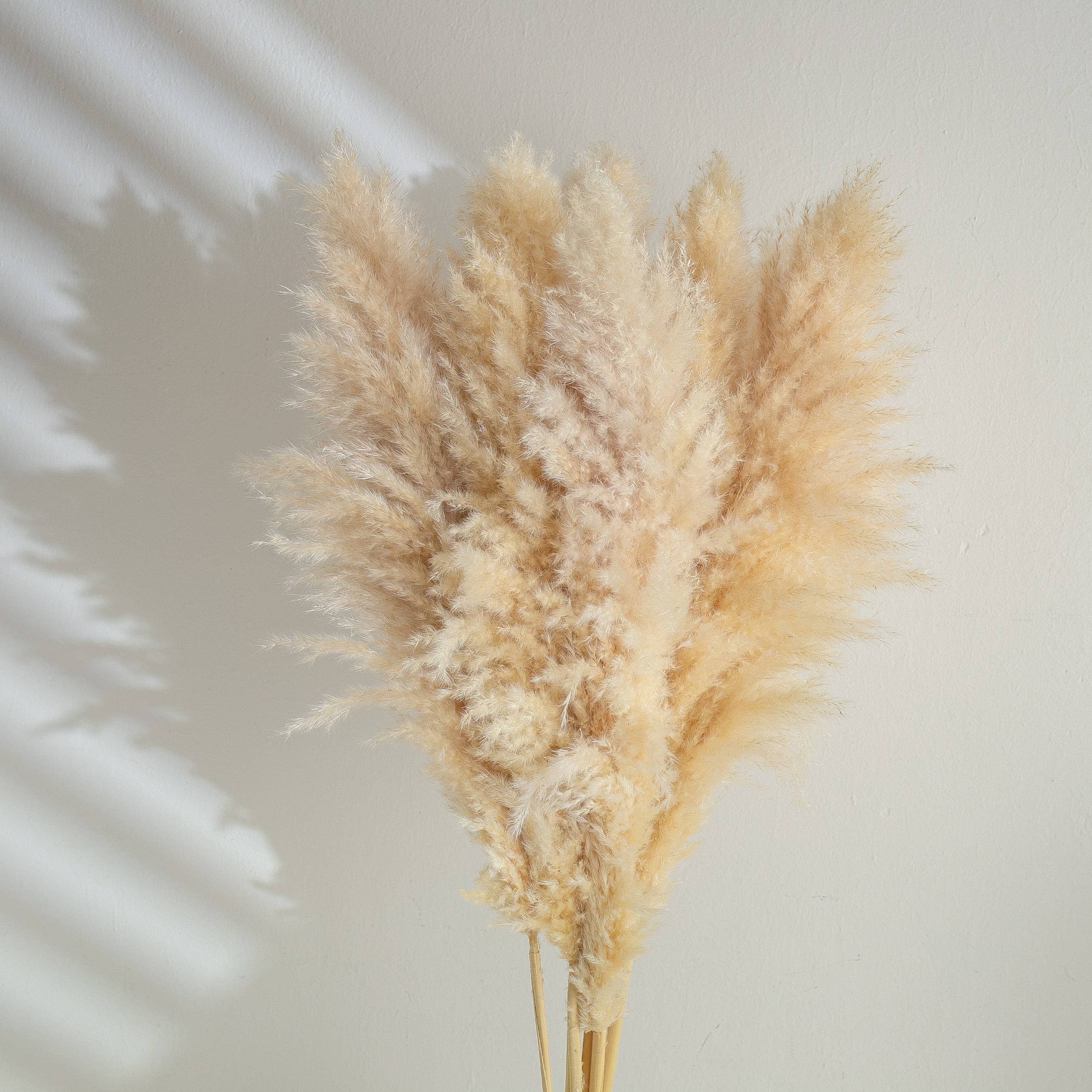 5 Stems of Extra Large Fluffy Pampas Grass Cream Colour