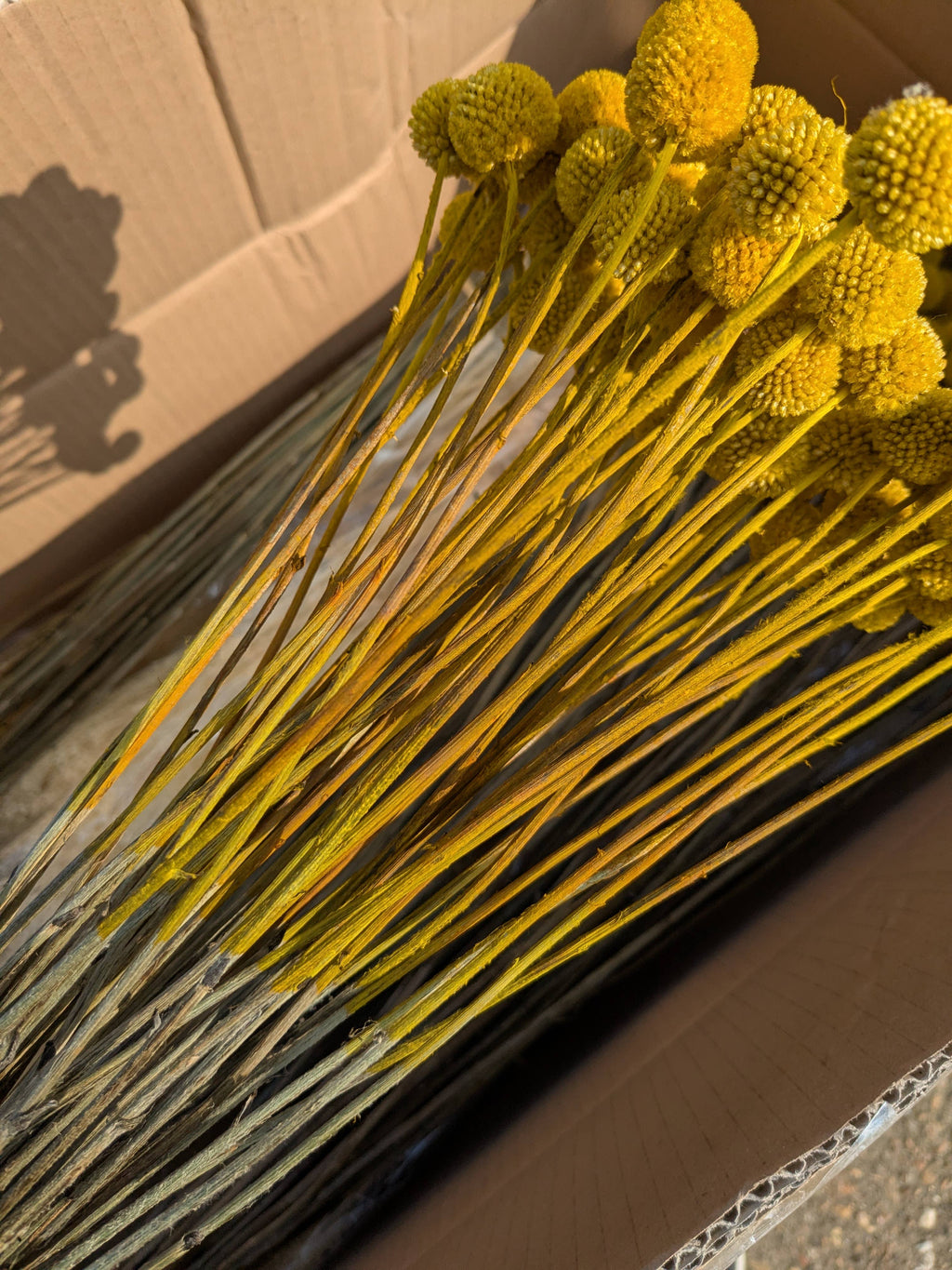 Craspedia Dried Flowers 10 Stems - Billy Buttons Dyed Yellow
