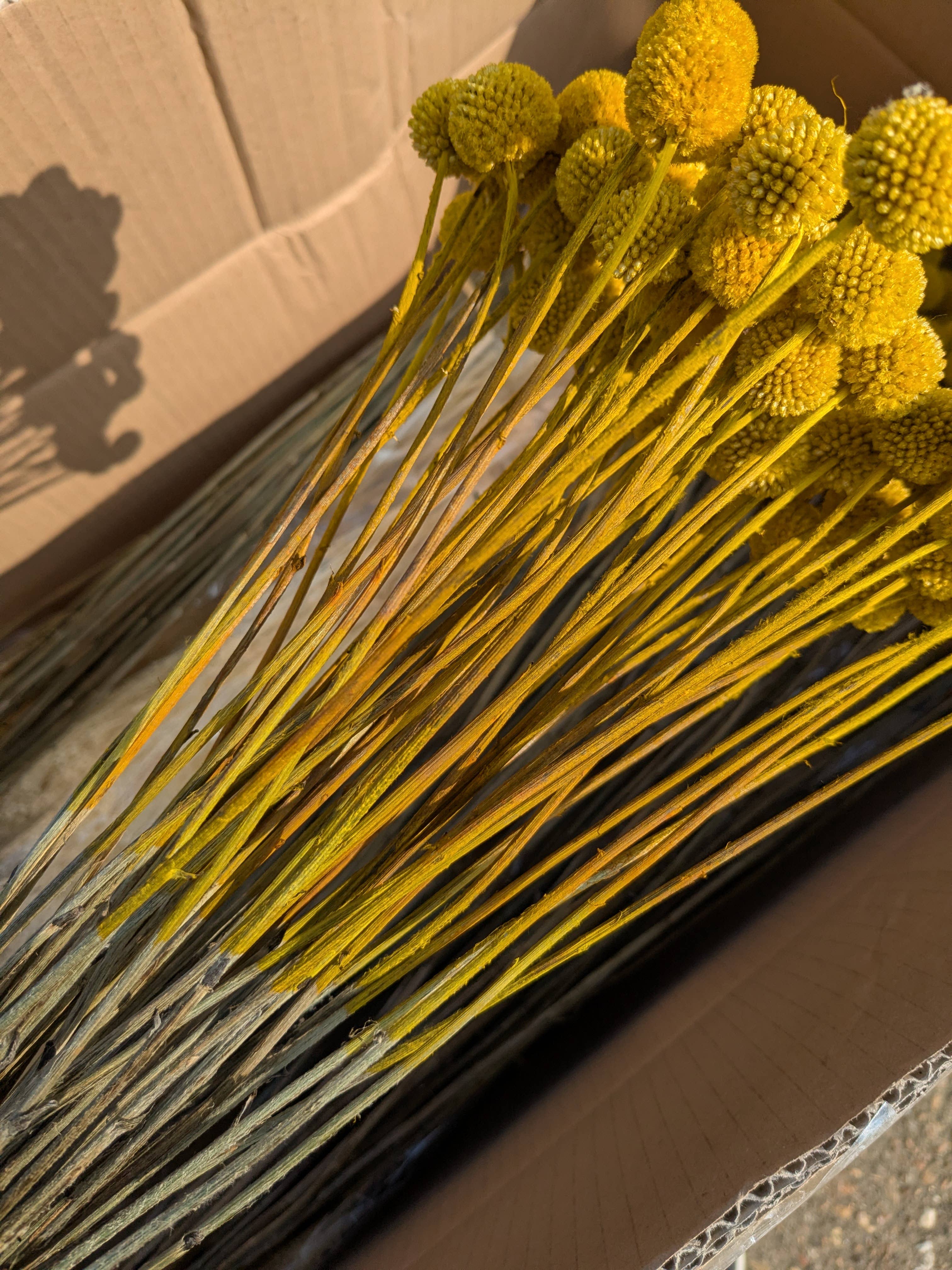 Craspedia Dried Flowers 10 Stems - Billy Buttons Dyed Yellow