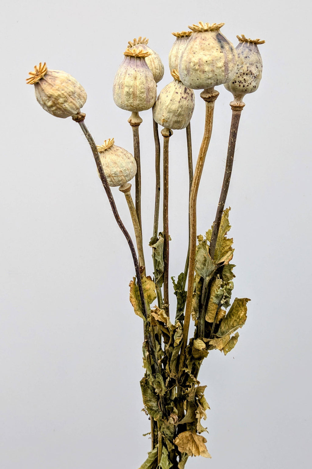 British Poppy Pods Bunch Large for Bouquets and Home Decor