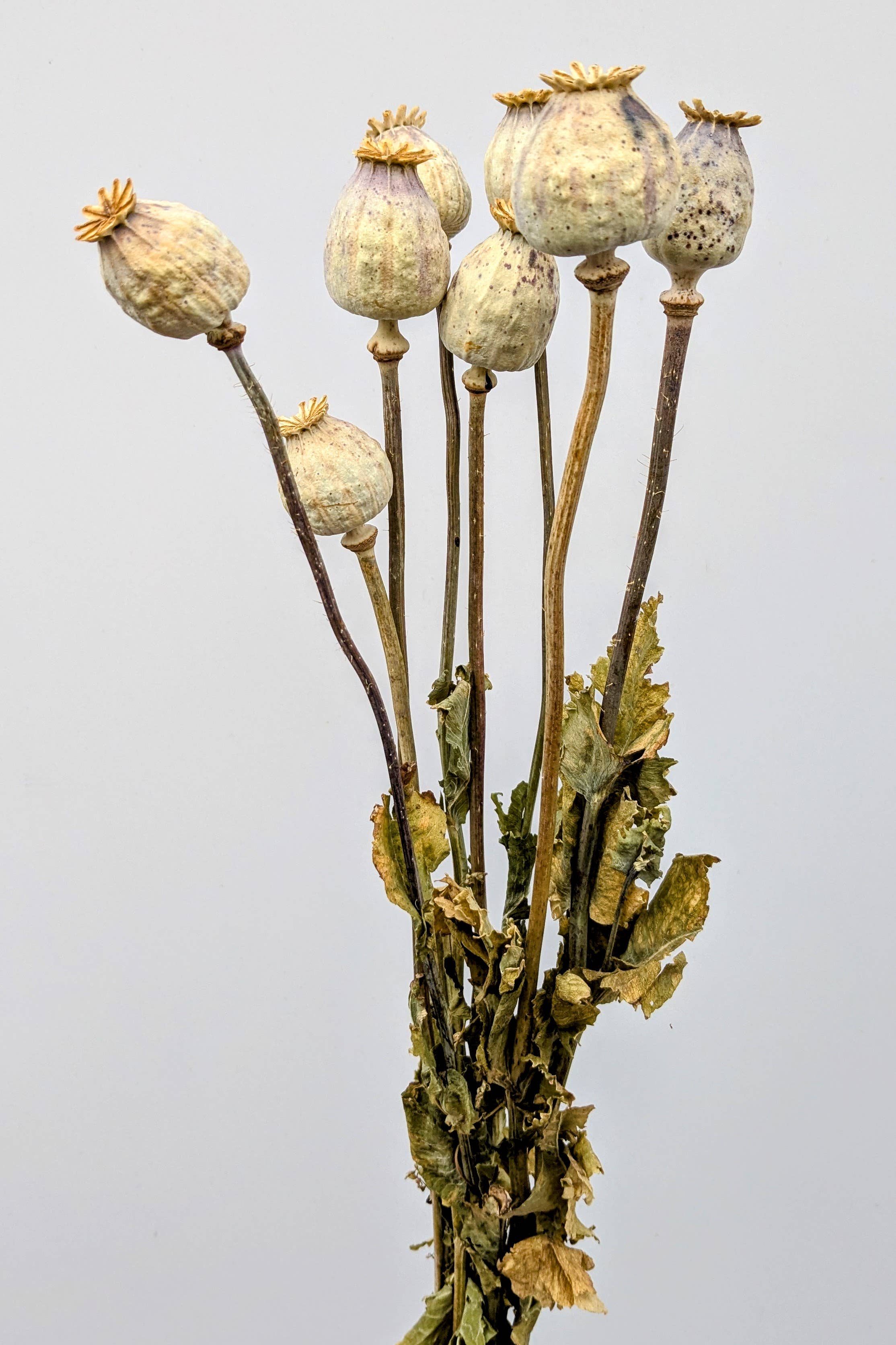 British Poppy Pods Bunch Large for Bouquets and Home Decor