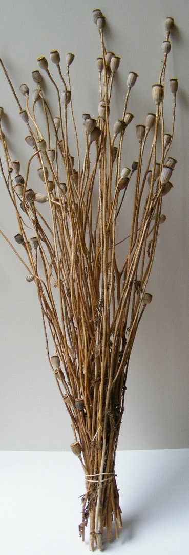 Small Dried Poppy Pods Bunch