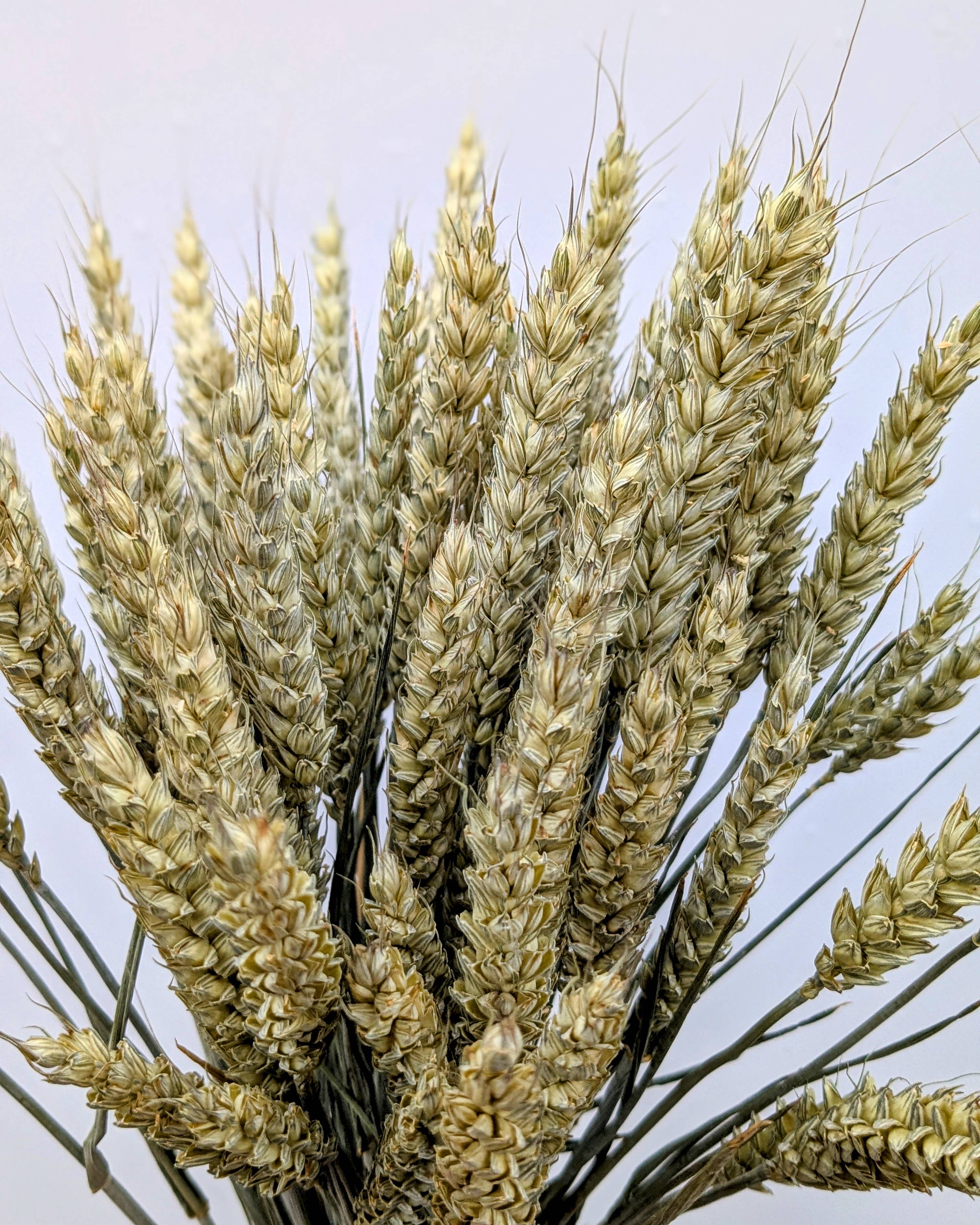 British Dried Wheat Bunch For Arrangements And Crafts