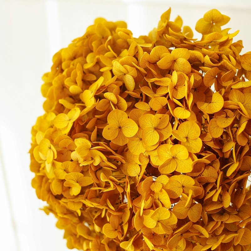 Dried Preserved Hydrangea