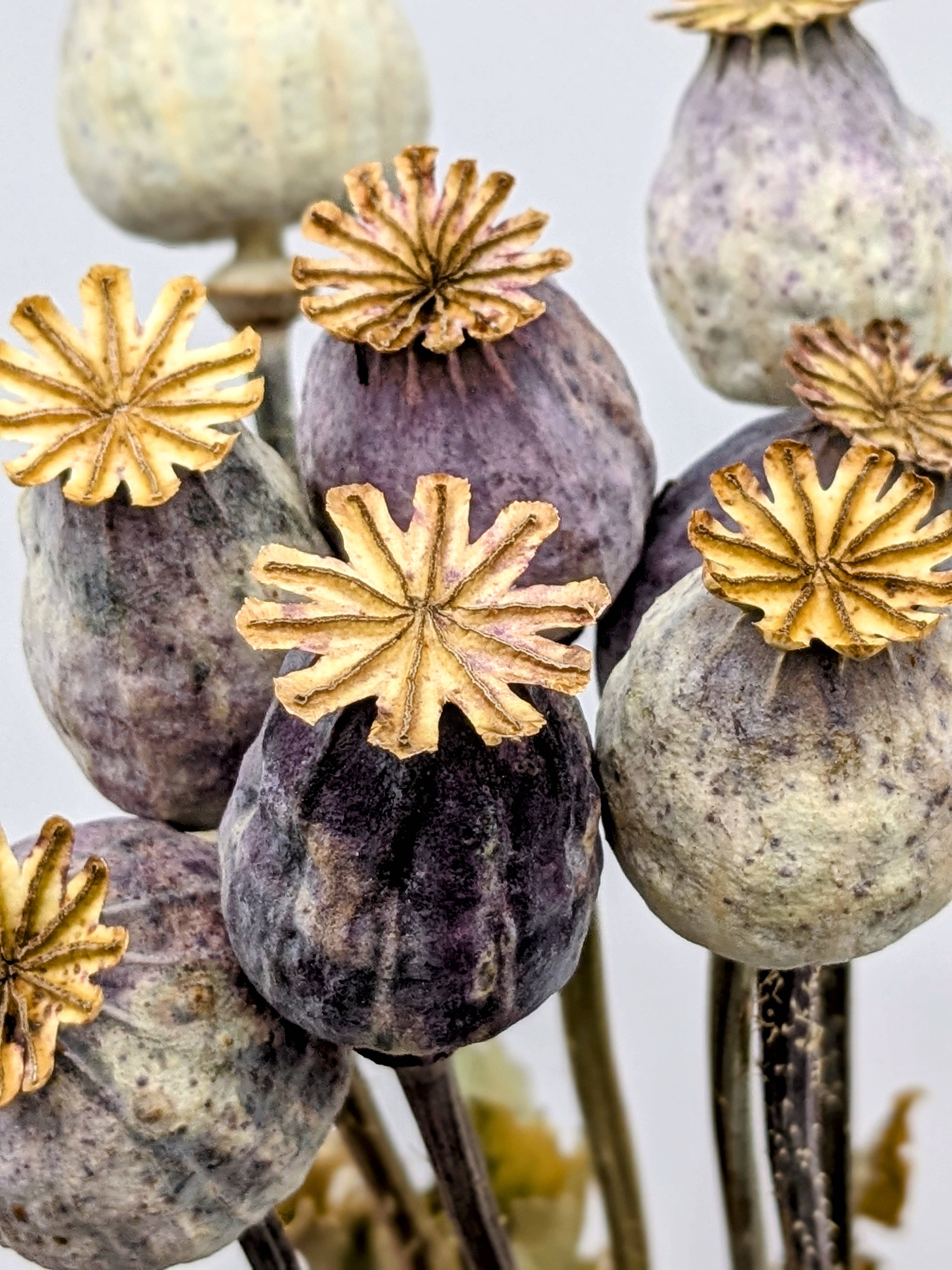 British Poppy Pods Bunch Large for Bouquets and Home Decor