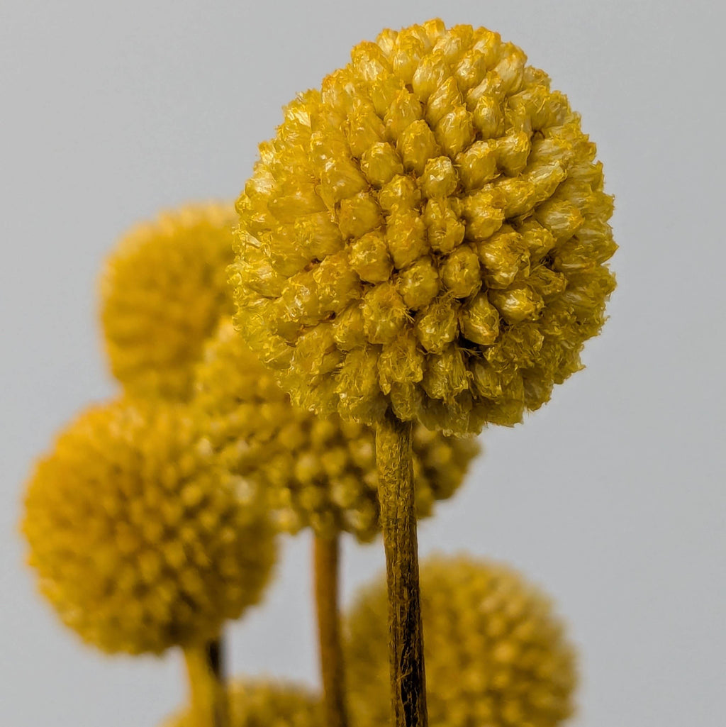 Craspedia Dried Flowers 10 Stems - Billy Buttons Dyed Yellow