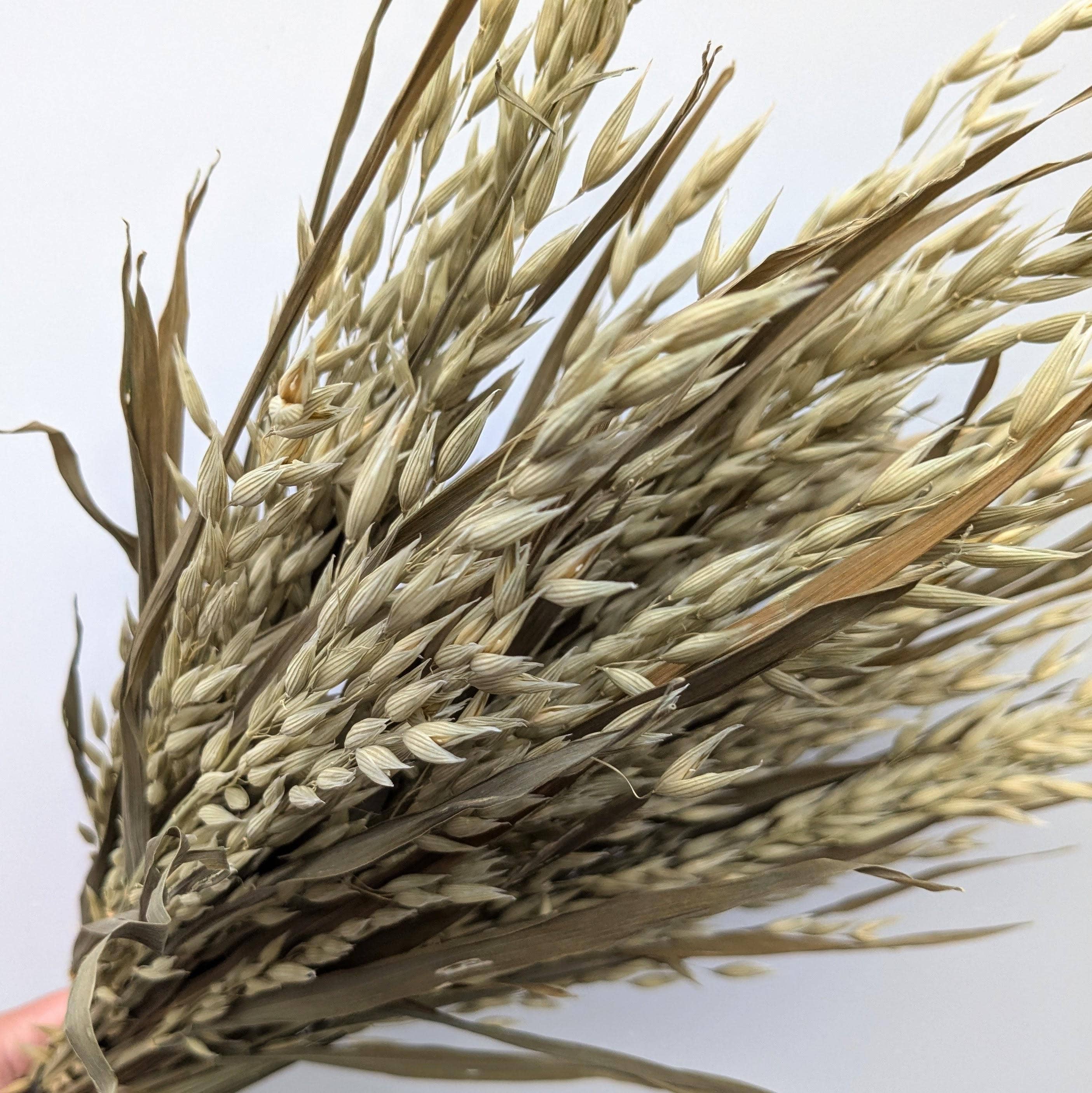 British Dried Oats Bunch: Avena For Arrangements And Crafts