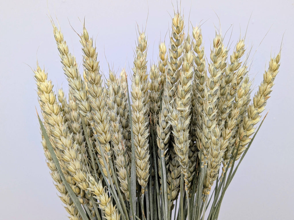 British Dried Wheat Bunch For Arrangements And Crafts