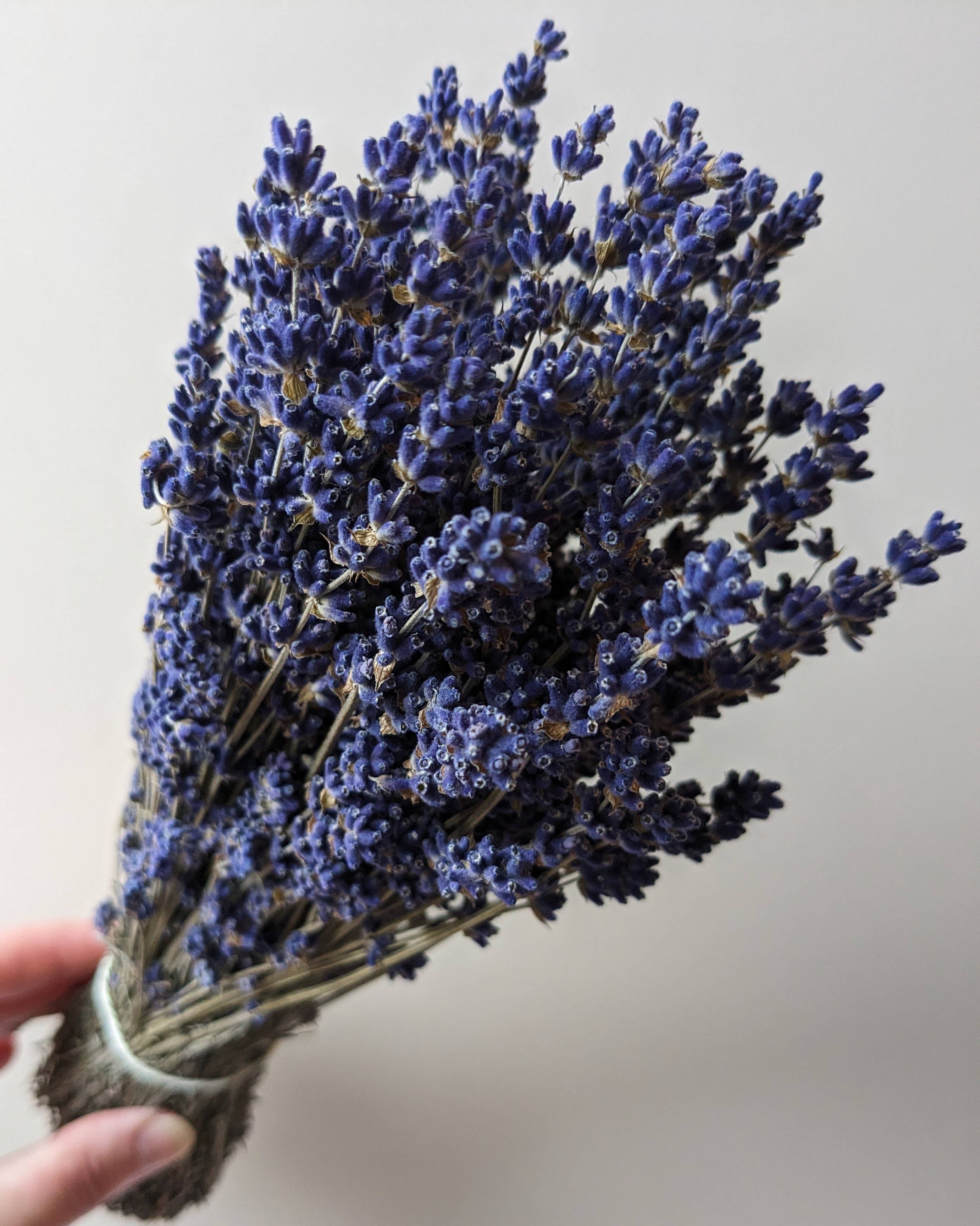 Dried Lavender Bunch 30cm Natural Blue