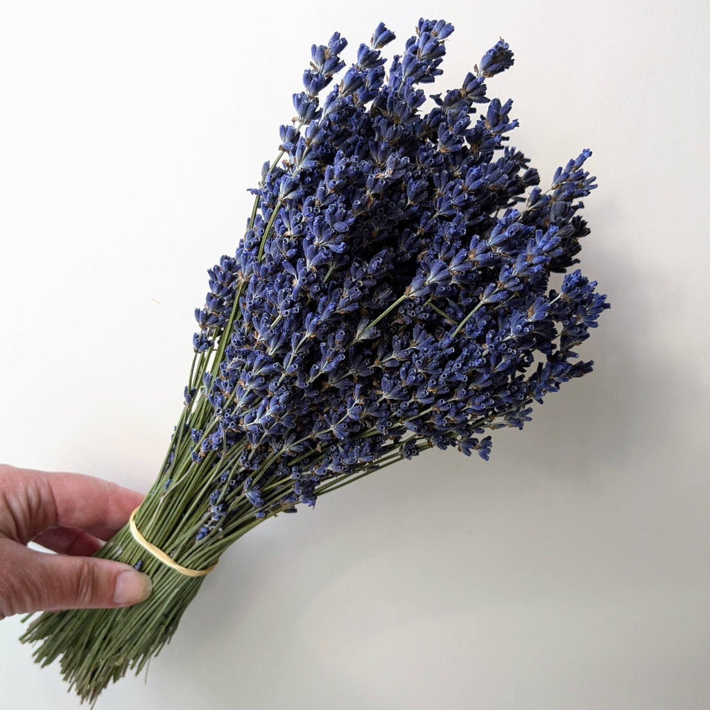 Dried Lavender Bunch 30cm Natural Blue