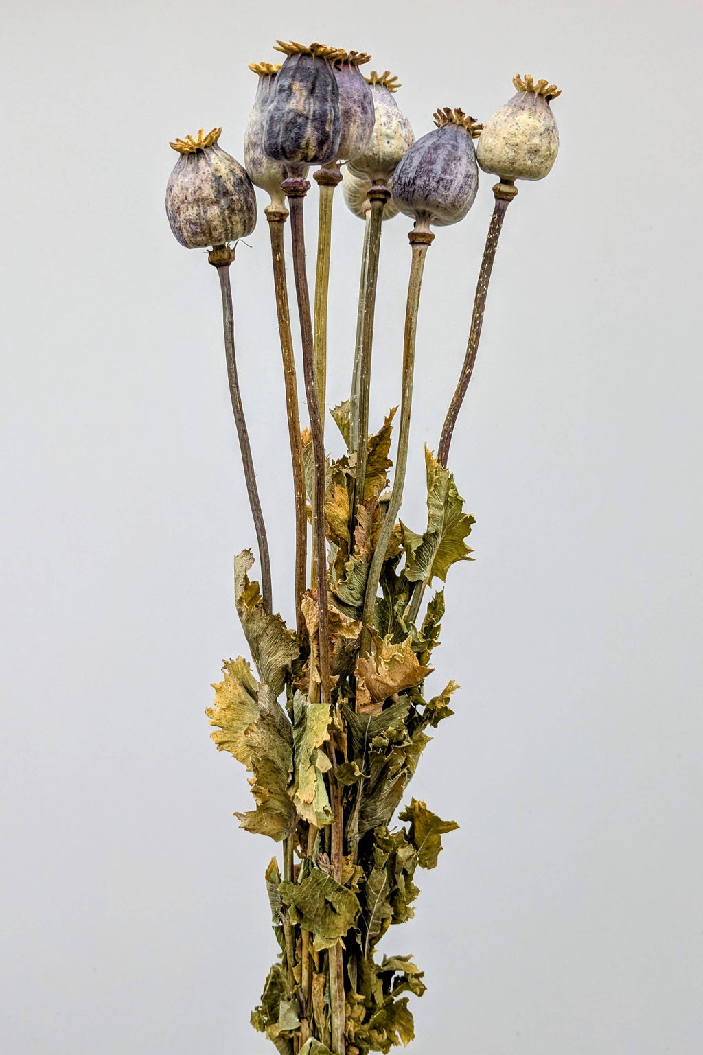 British Poppy Pods Bunch Large for Bouquets and Home Decor