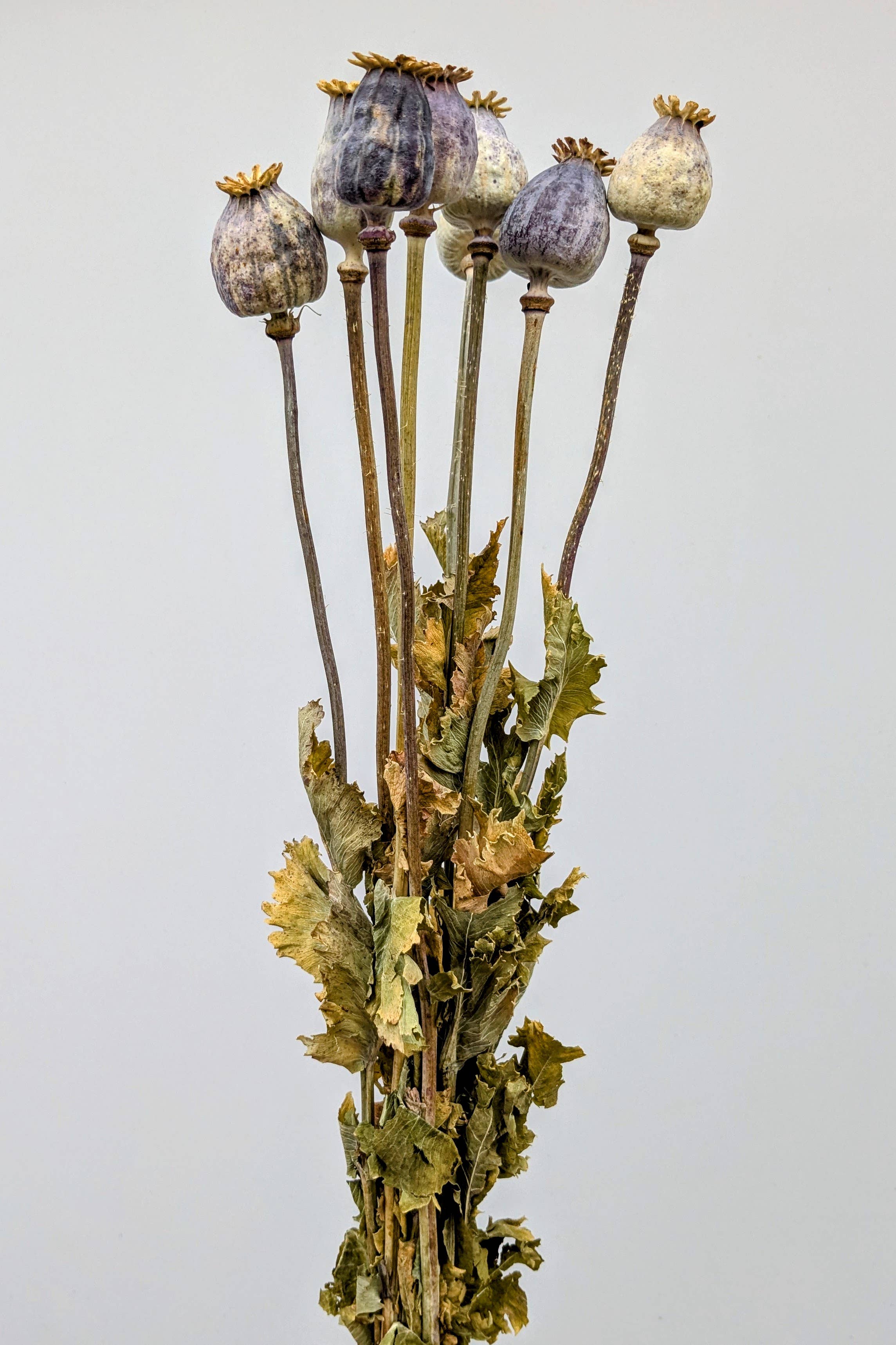 British Poppy Pods Bunch Large for Bouquets and Home Decor