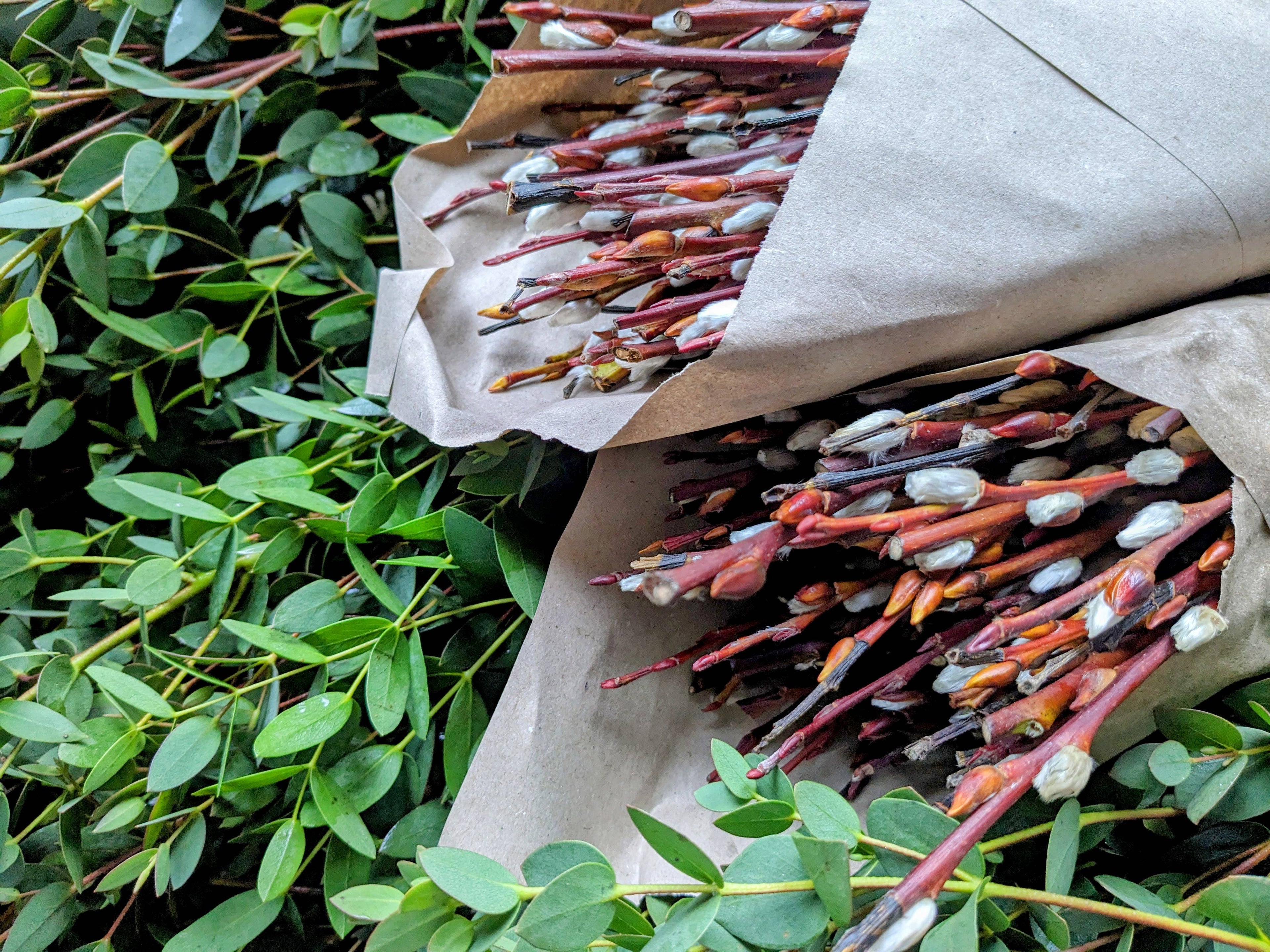 Dried Pussy Willow Bunch 40cm - Salix Caprea - UK Grown