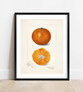 Vintage Satsuma Print