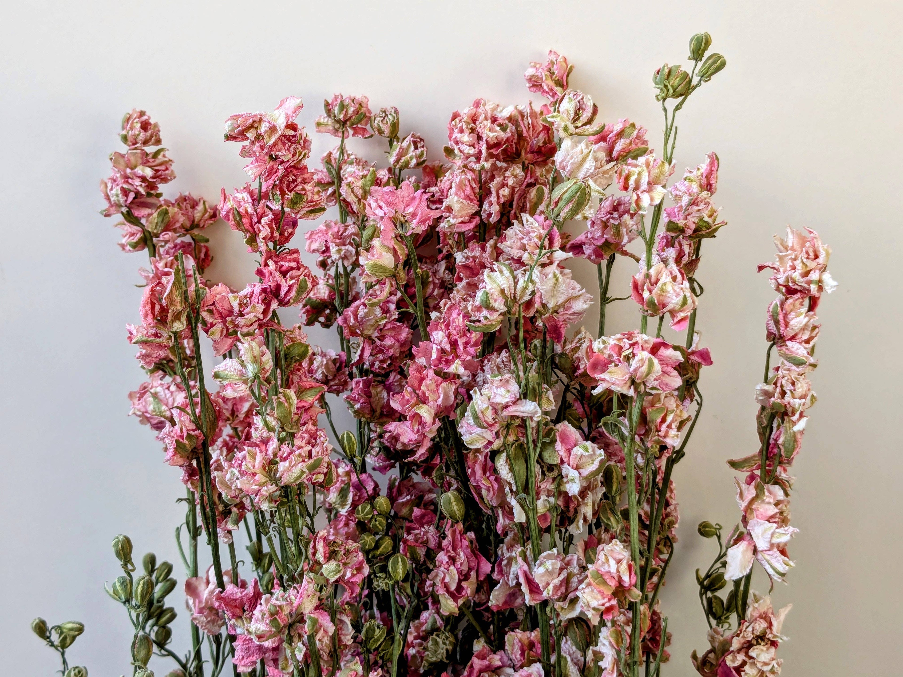 Pink Delphinium Dried Flower Bunch UK grown - Larkspur Stems