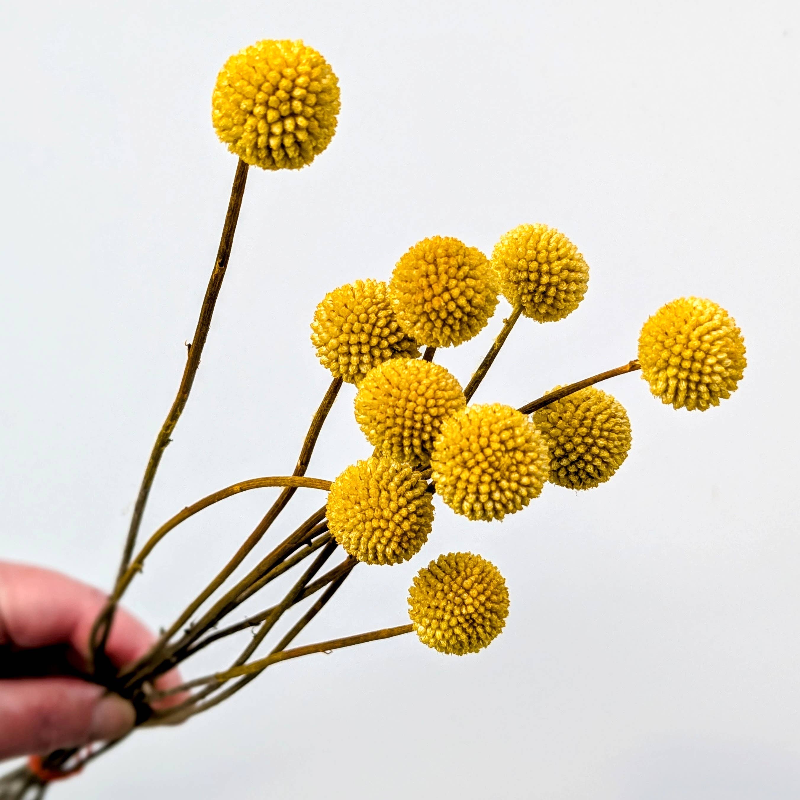 Craspedia Dried Flowers 10 Stems - Billy Buttons Dyed Yellow