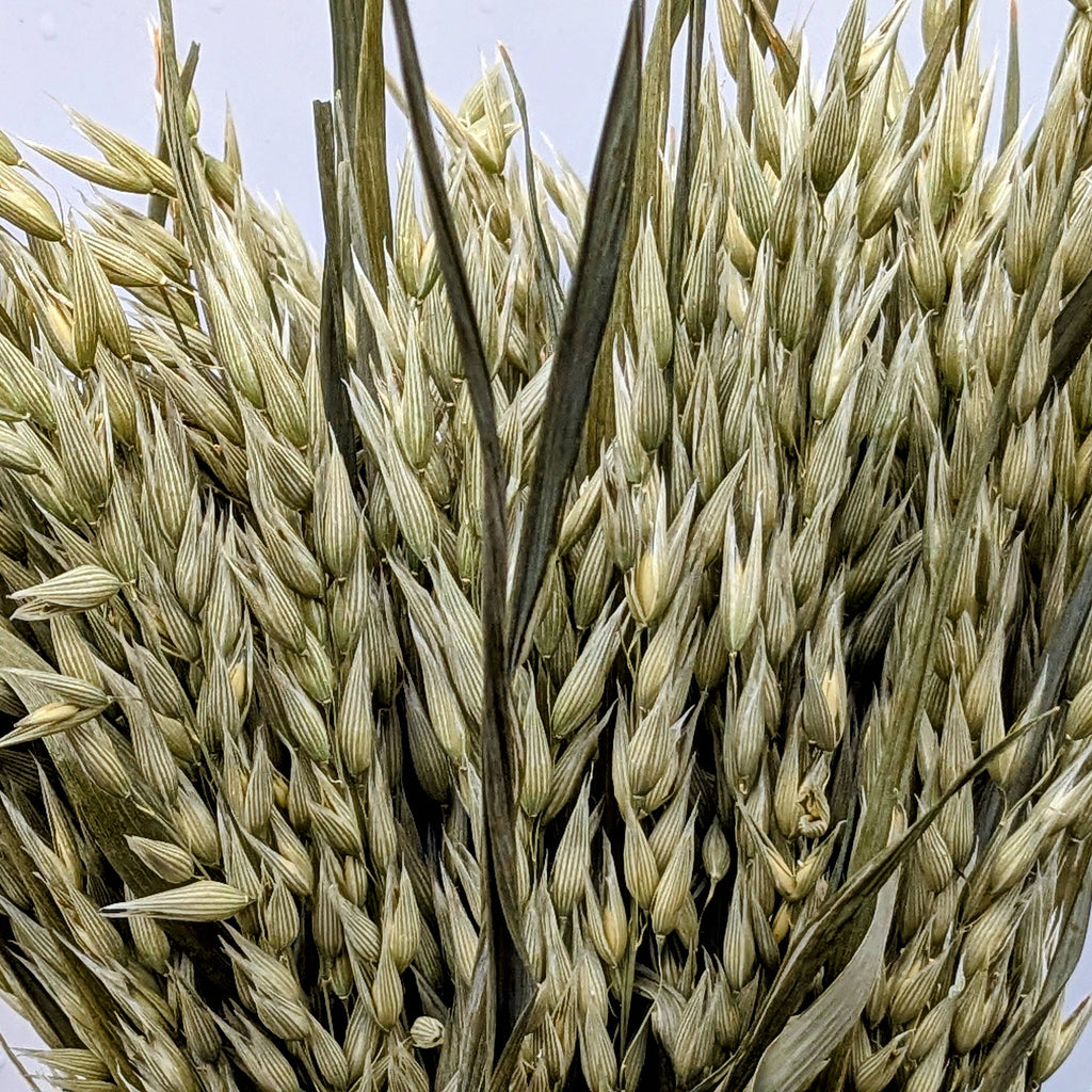 British Dried Oats Bunch: Avena For Arrangements And Crafts