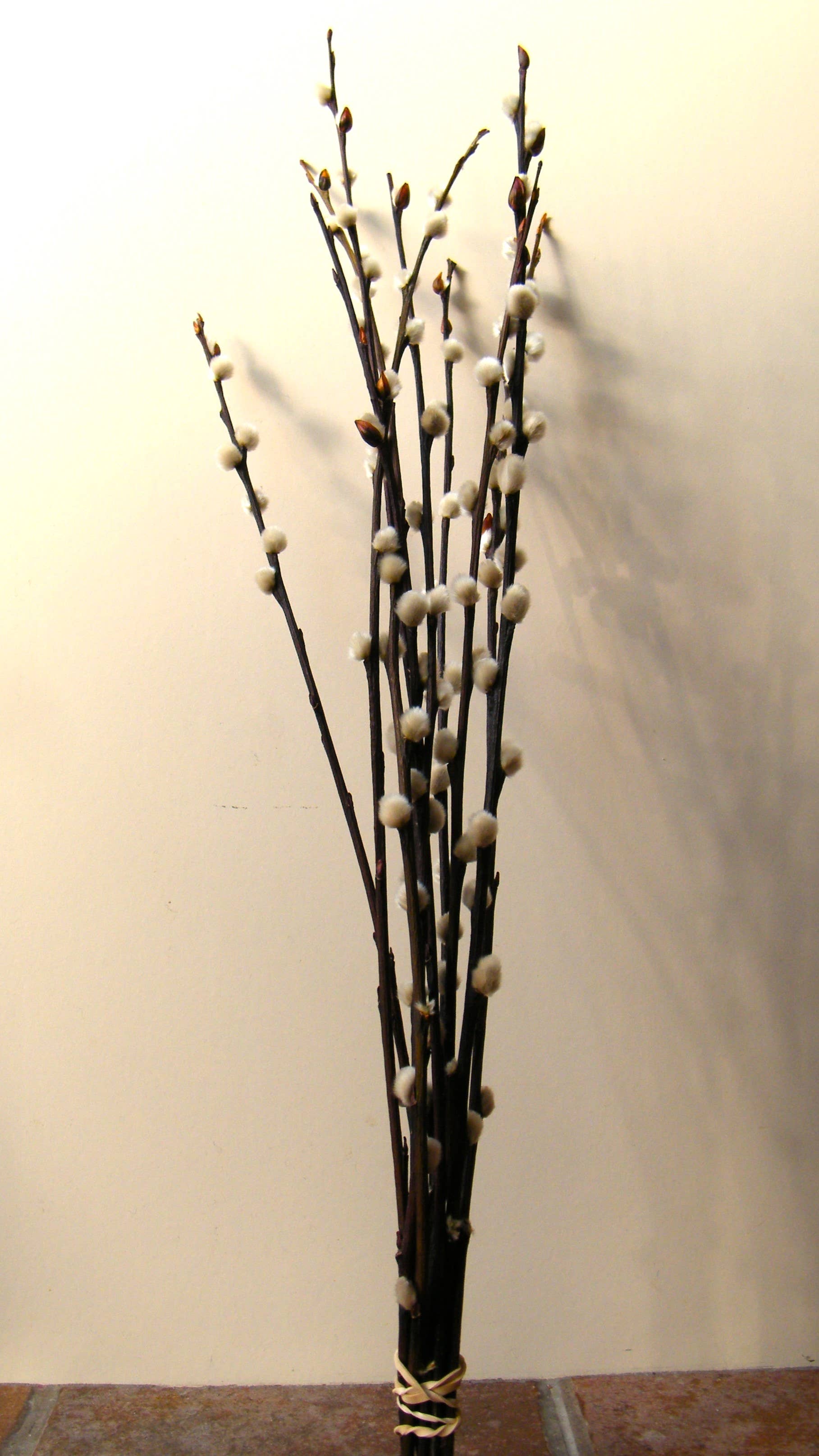 Dried Pussy Willow Bunch 40cm - Salix Caprea - UK Grown