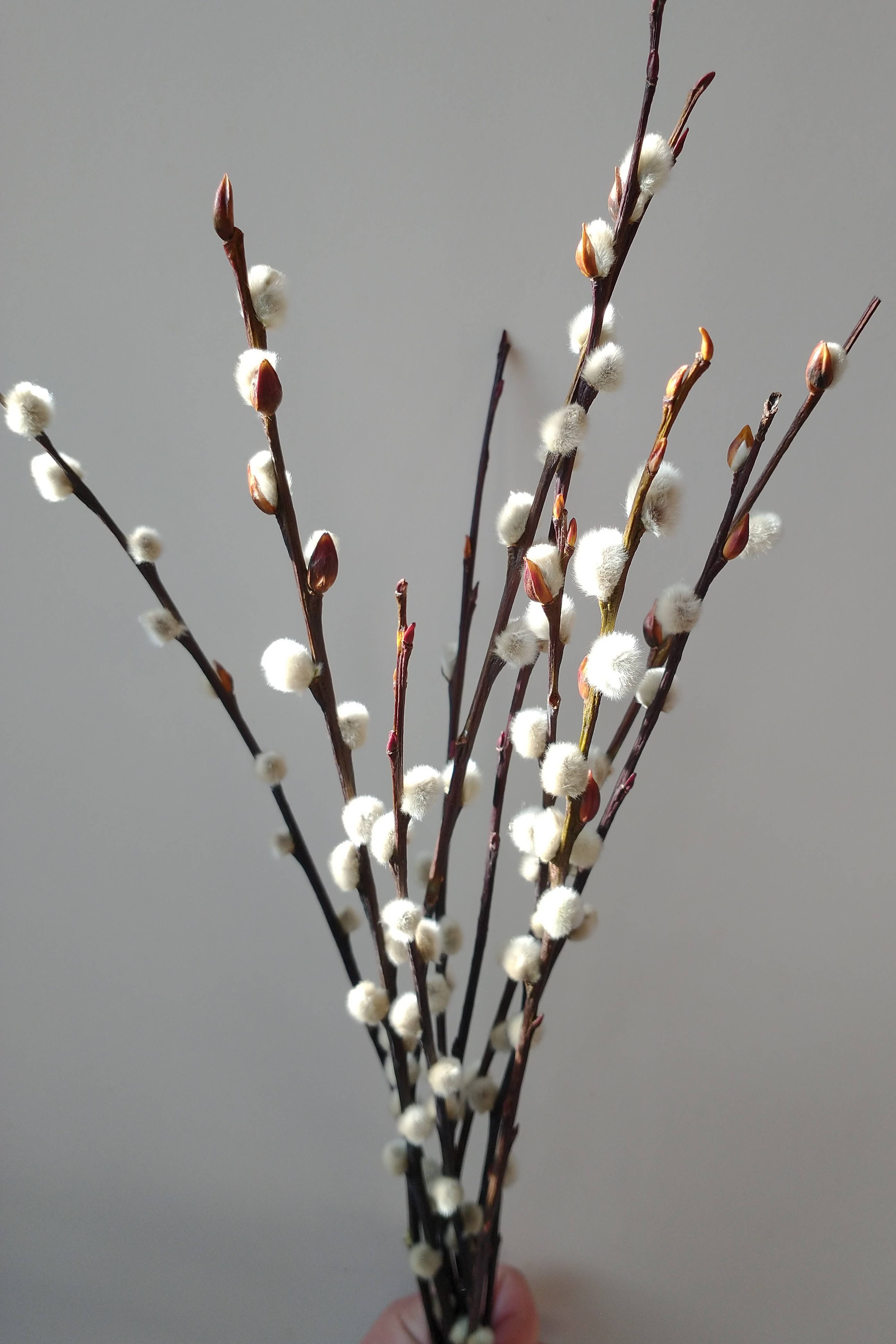Dried Pussy Willow Bunch 40cm - Salix Caprea - UK Grown