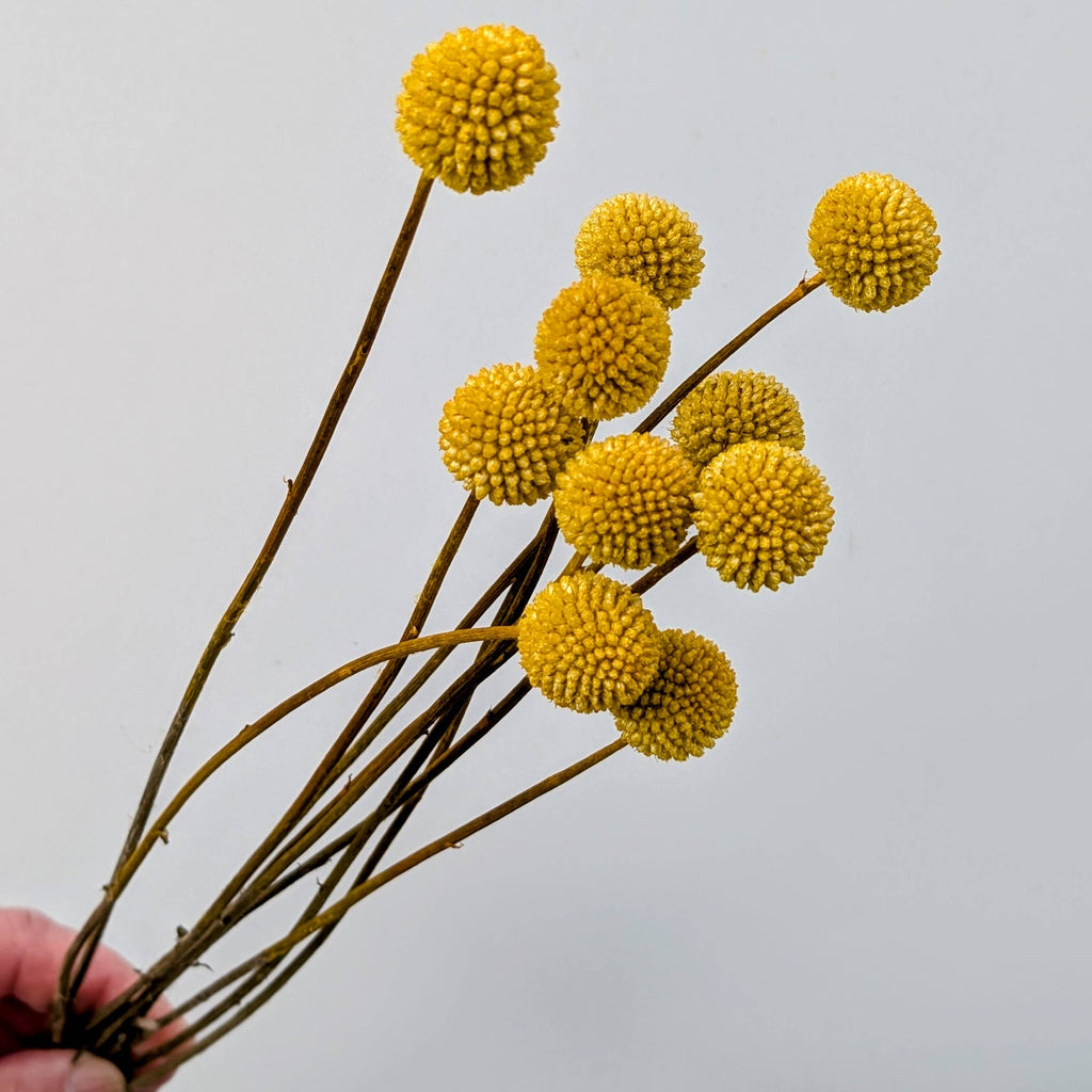 Craspedia Dried Flowers 10 Stems - Billy Buttons Dyed Yellow