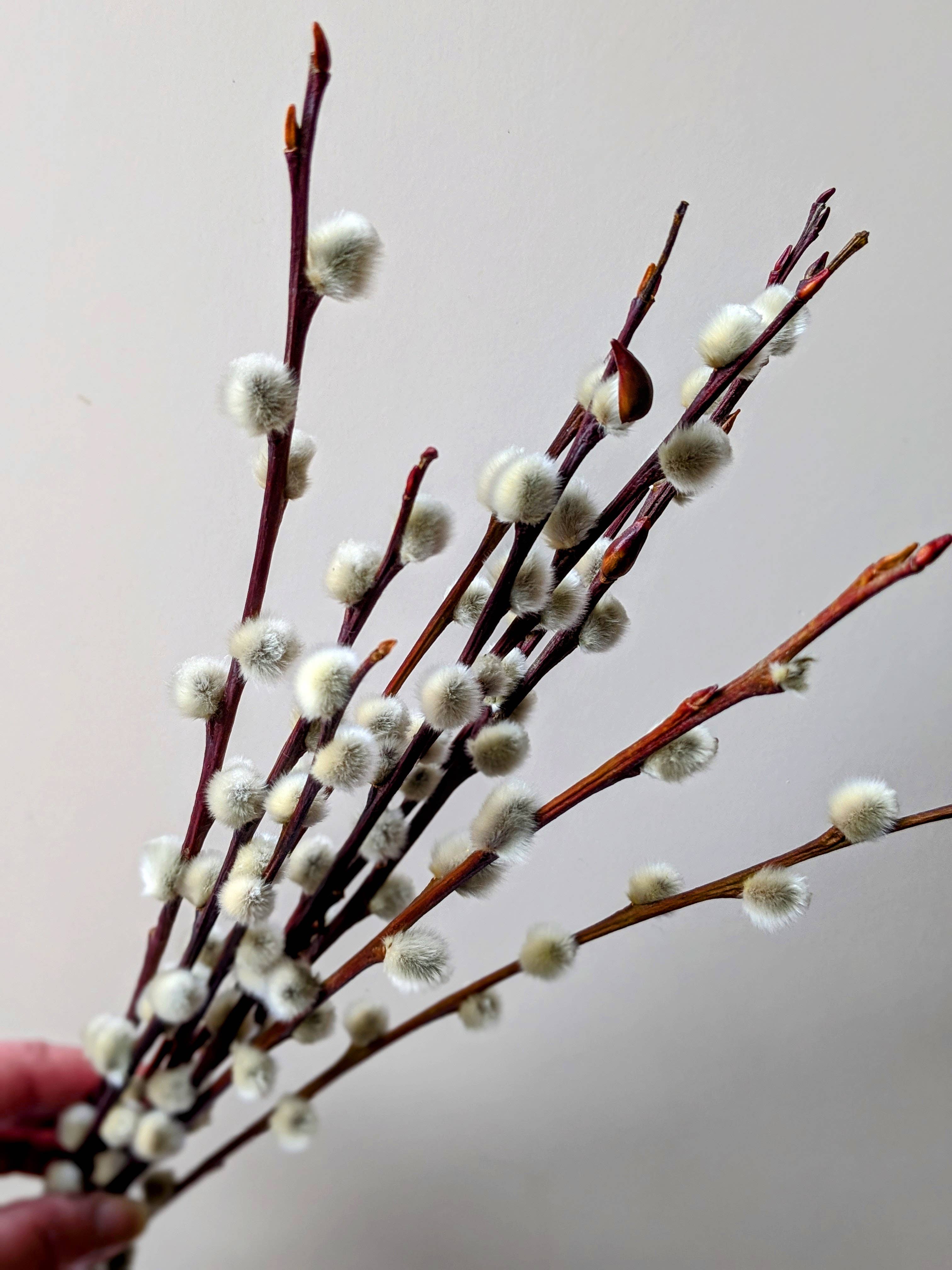 Dried Pussy Willow Bunch 40cm - Salix Caprea - UK Grown