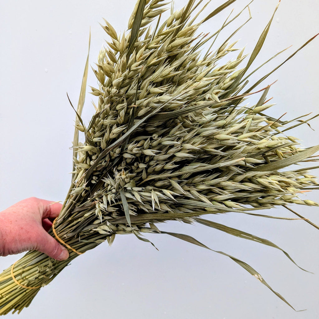 British Dried Oats Bunch: Avena For Arrangements And Crafts