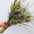 British Dried Oats Bunch: Avena For Arrangements And Crafts