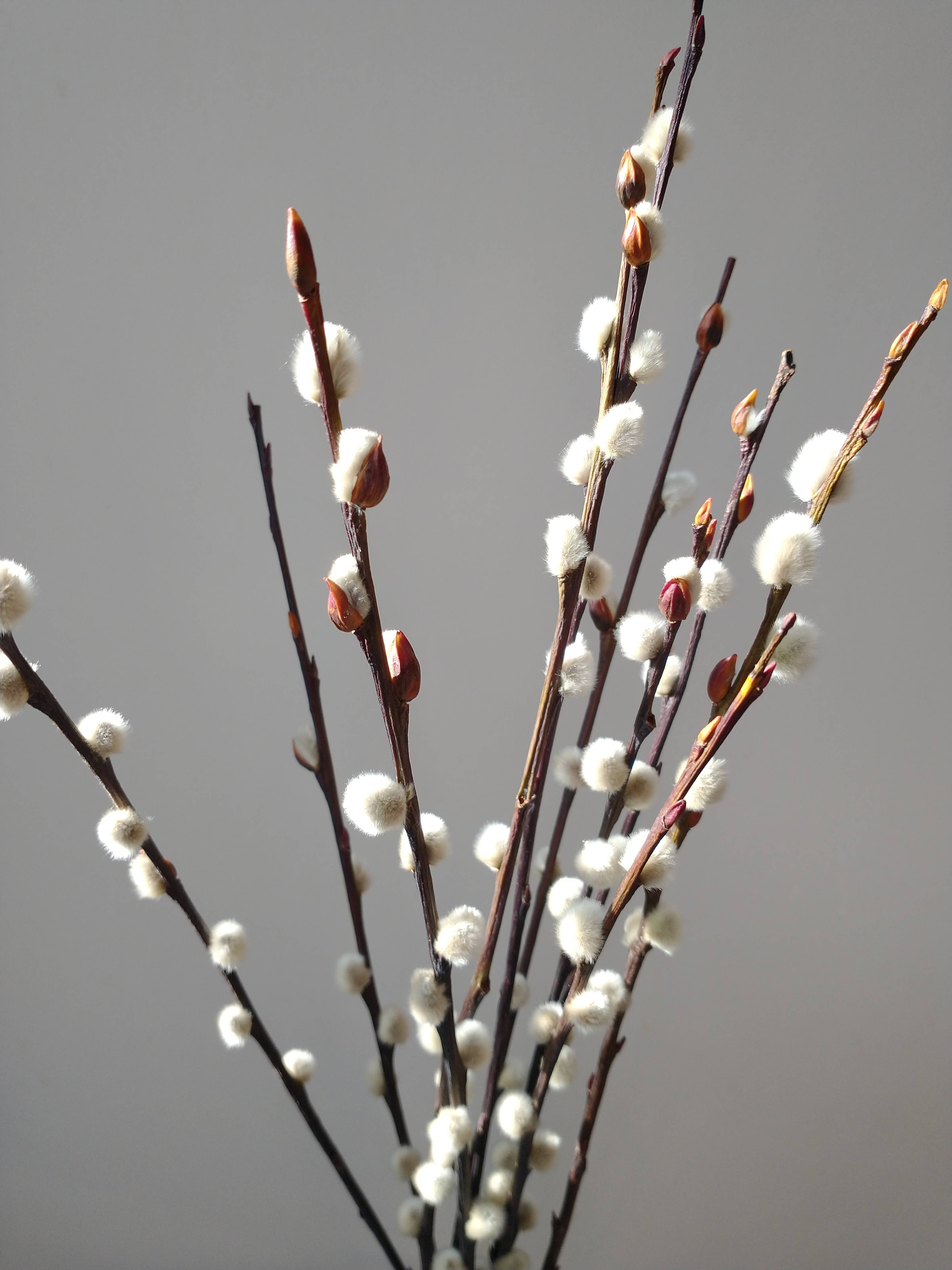 Dried Pussy Willow Bunch 40cm - Salix Caprea - UK Grown