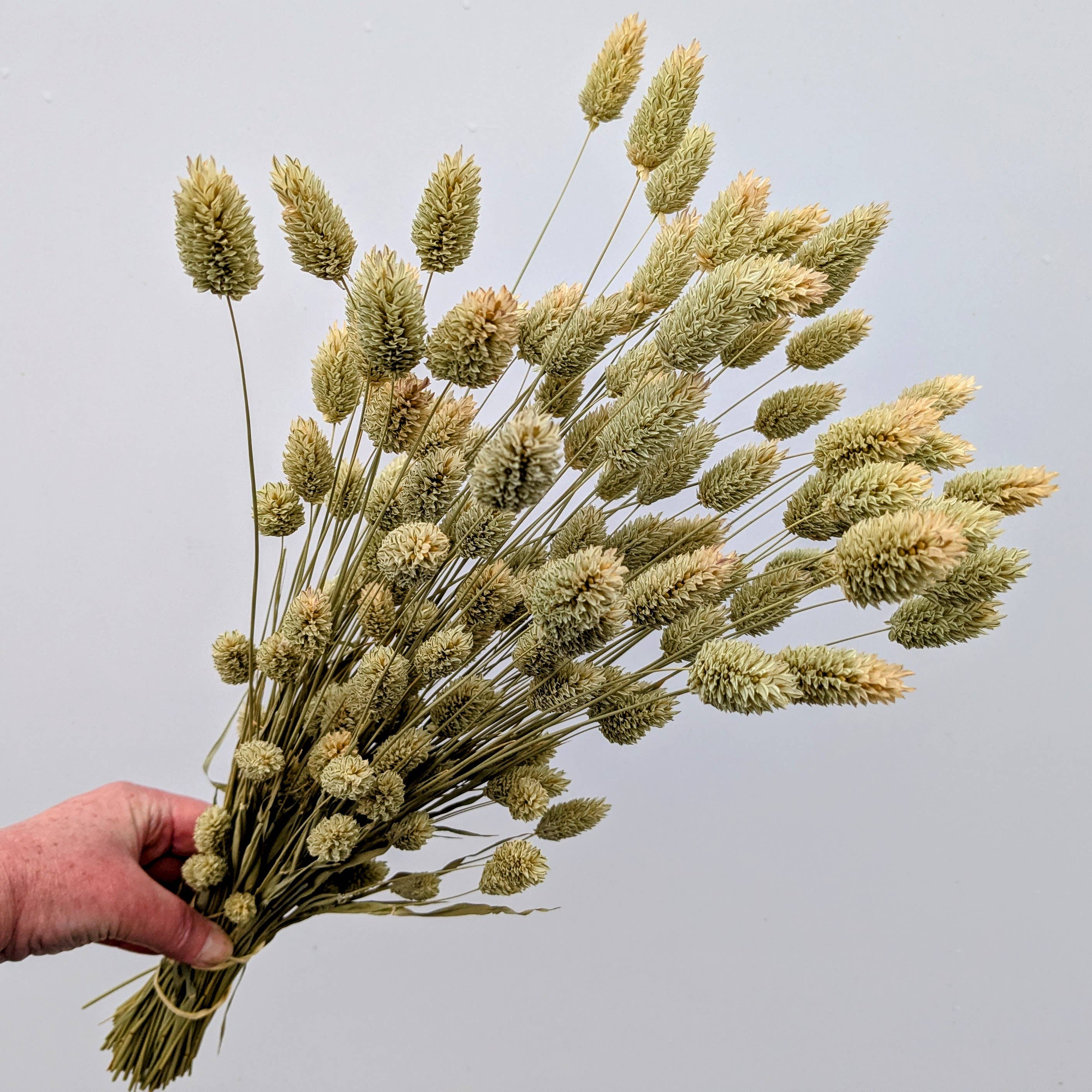 British Dried Phalaris Bunch: UK Canary Grass For Bouquets