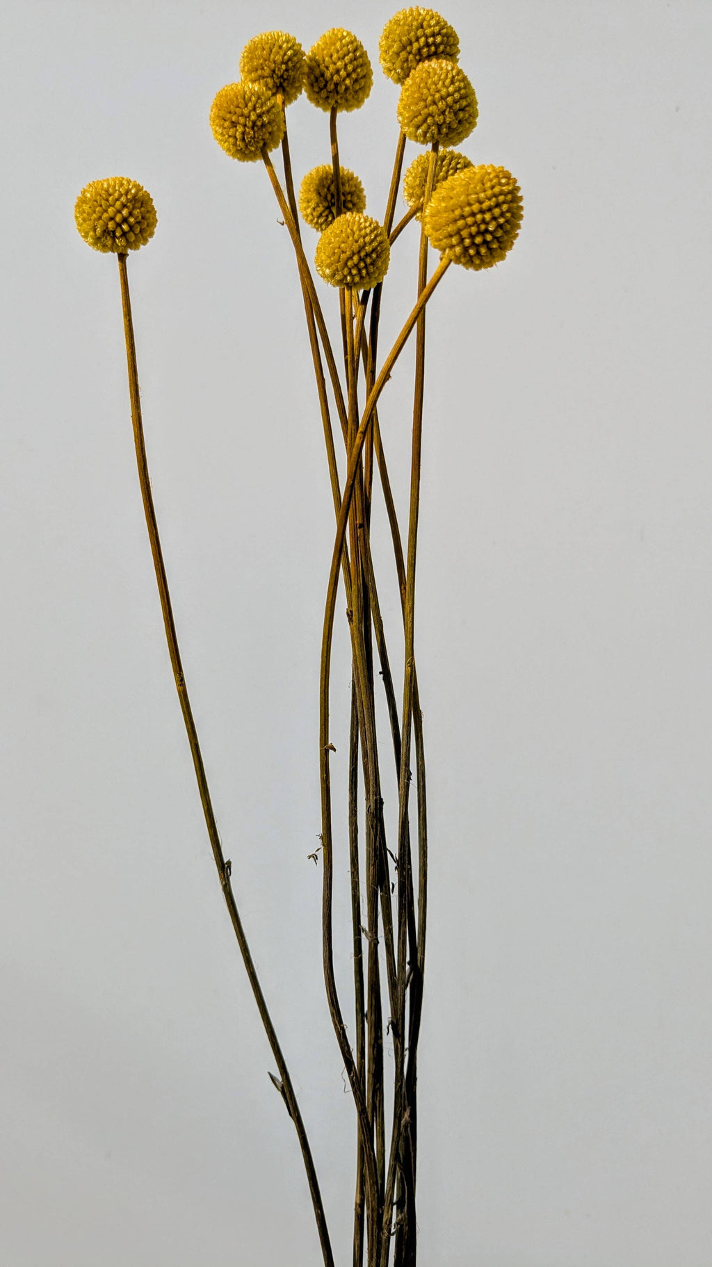 Craspedia Dried Flowers 10 Stems - Billy Buttons Dyed Yellow