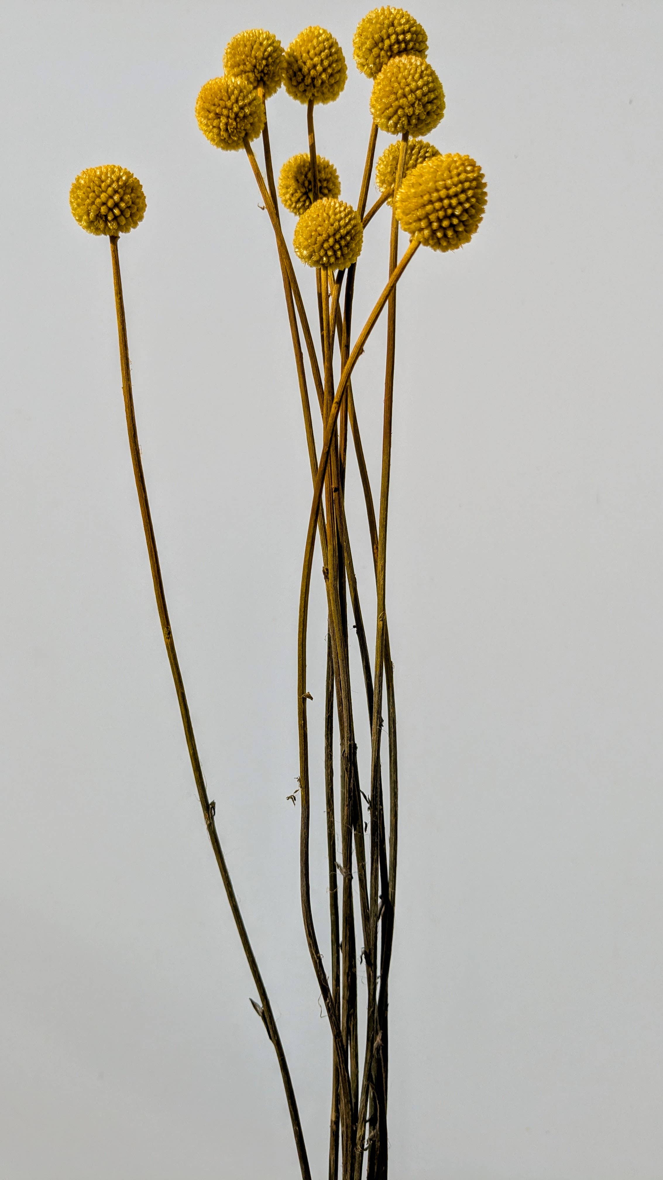 Craspedia Dried Flowers 10 Stems - Billy Buttons Dyed Yellow