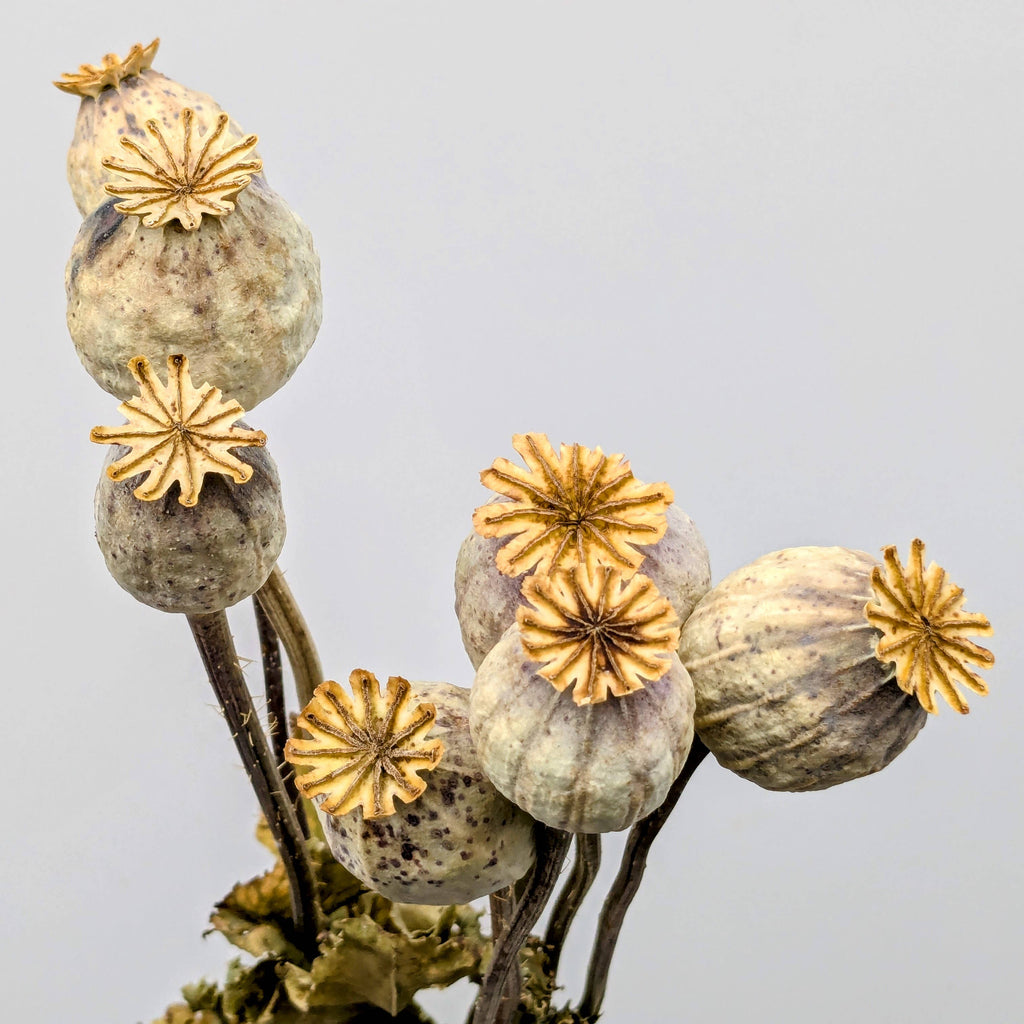 British Poppy Pods Bunch Large for Bouquets and Home Decor