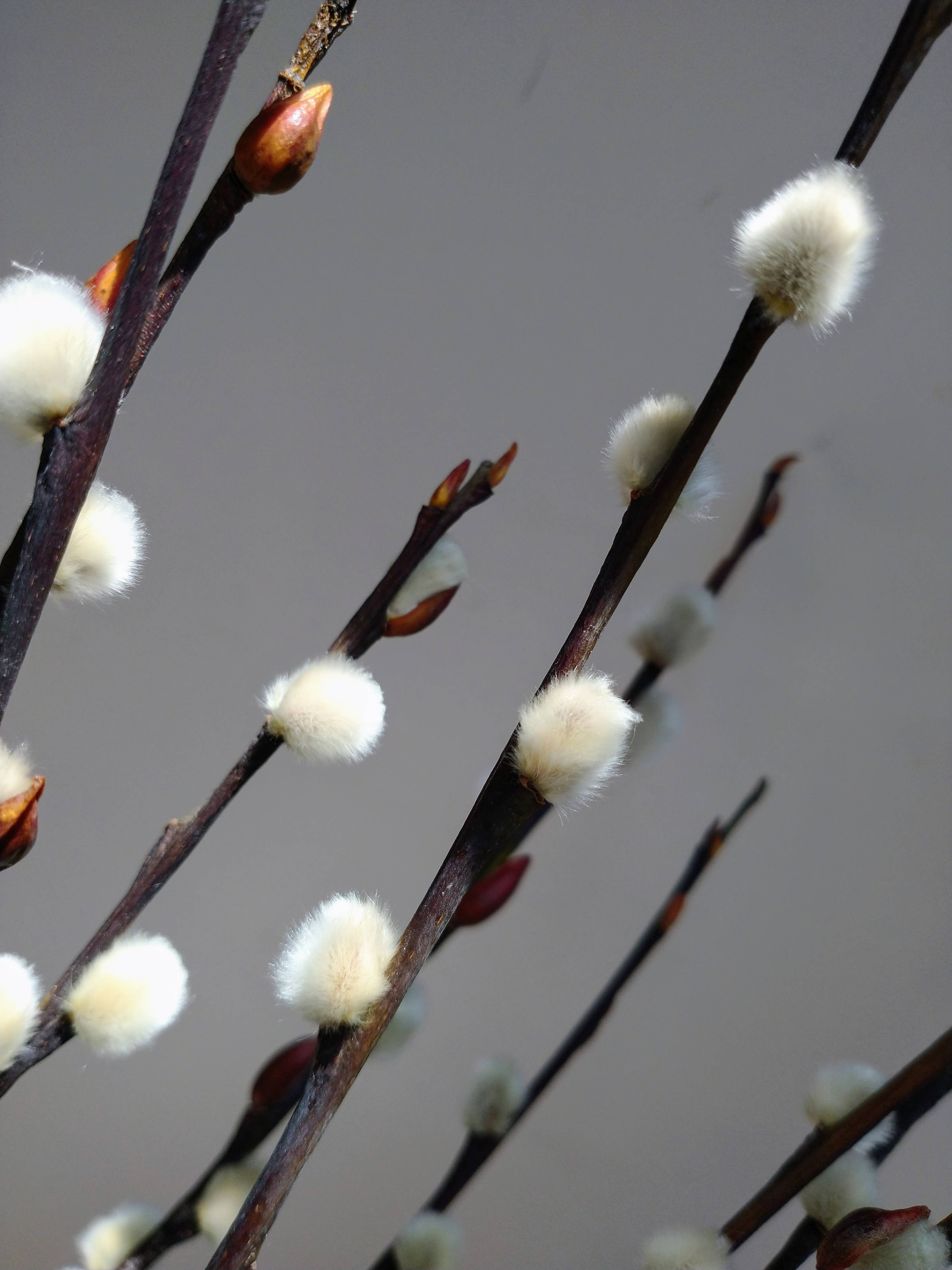 Dried Pussy Willow Bunch 40cm - Salix Caprea - UK Grown