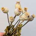 British Poppy Pods Bunch Large for Bouquets and Home Decor