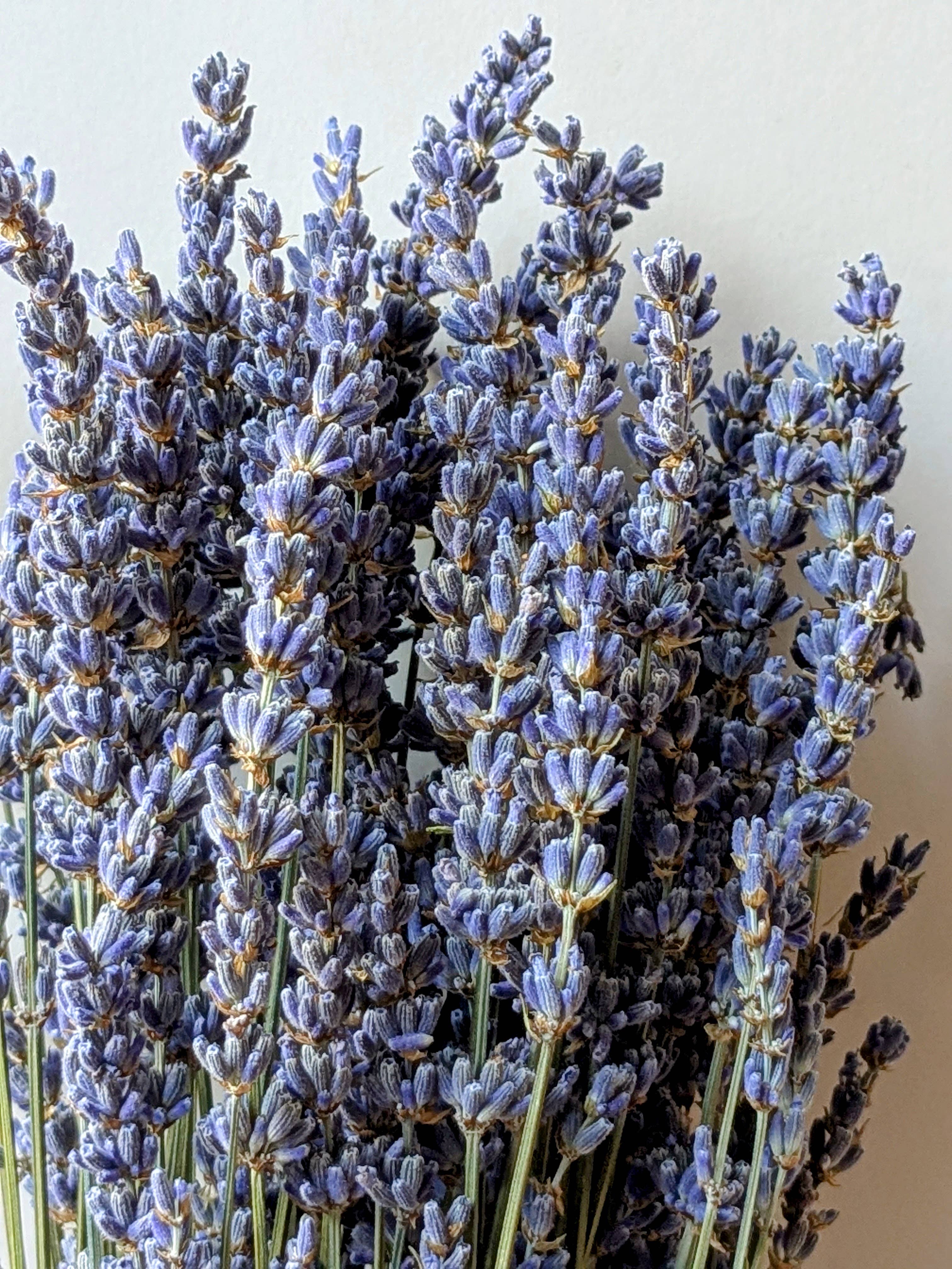 Dried Lavender Bunch 50cm Pale Blue Natural