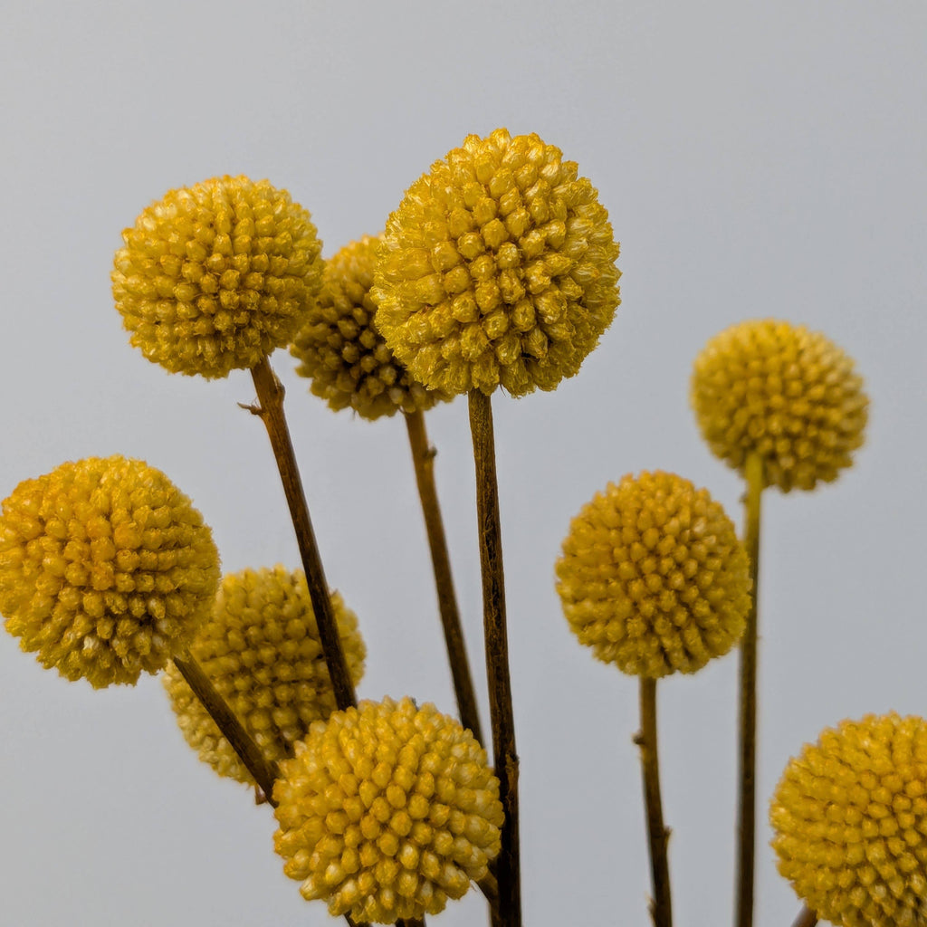 Craspedia Dried Flowers 10 Stems - Billy Buttons Dyed Yellow
