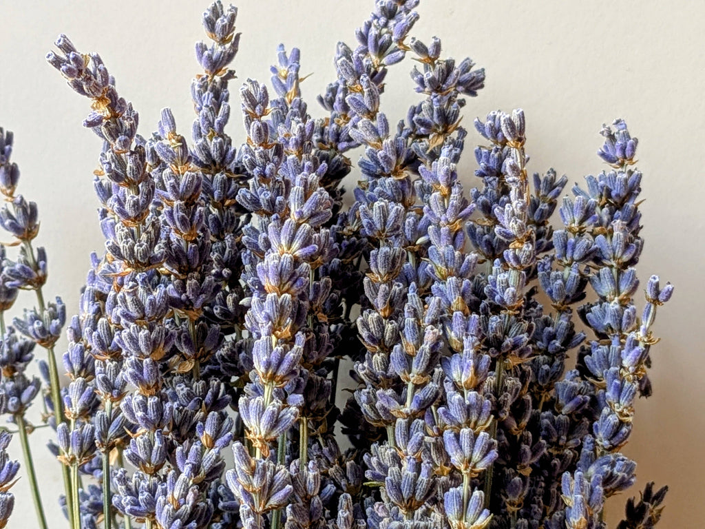 Dried Lavender Bunch 50cm Pale Blue Natural