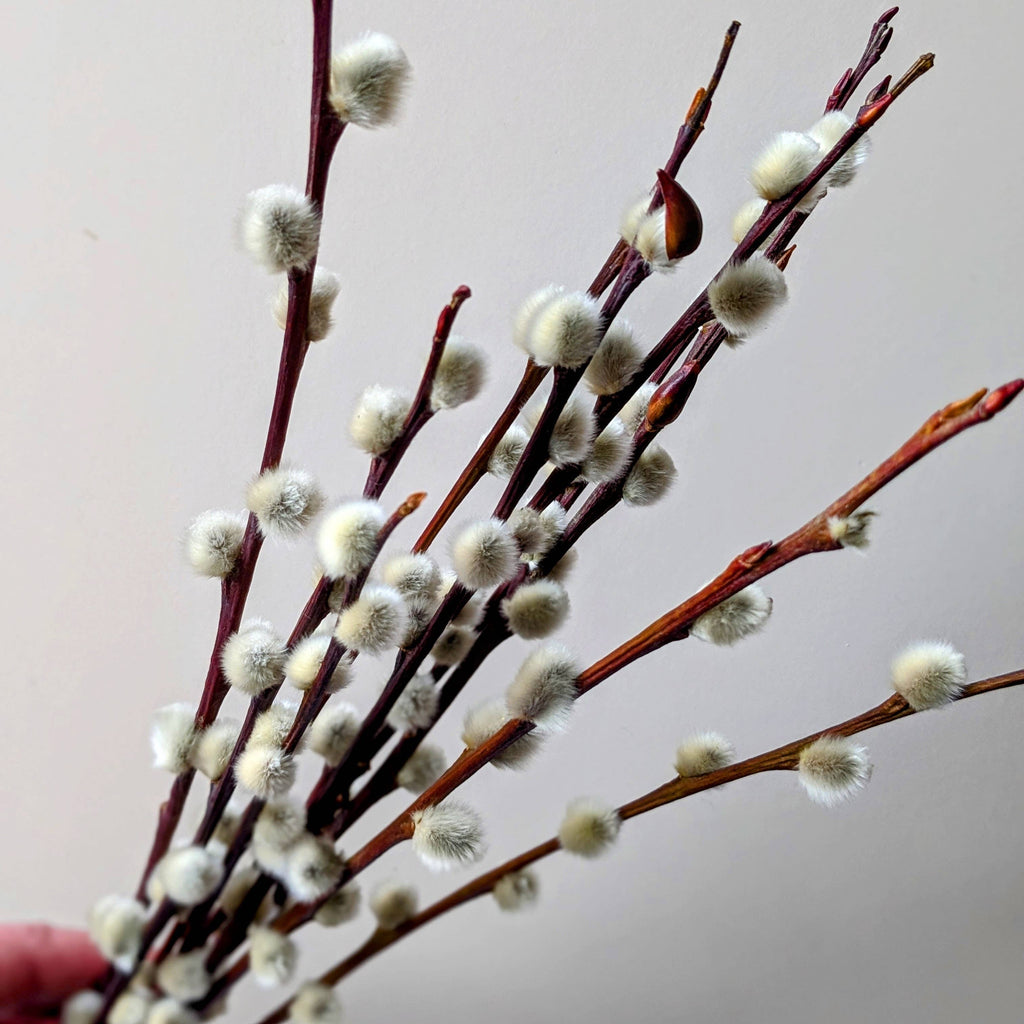 Dried Pussy Willow Bunch 40cm - Salix Caprea - UK Grown