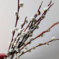 Dried Pussy Willow Bunch 40cm - Salix Caprea - UK Grown