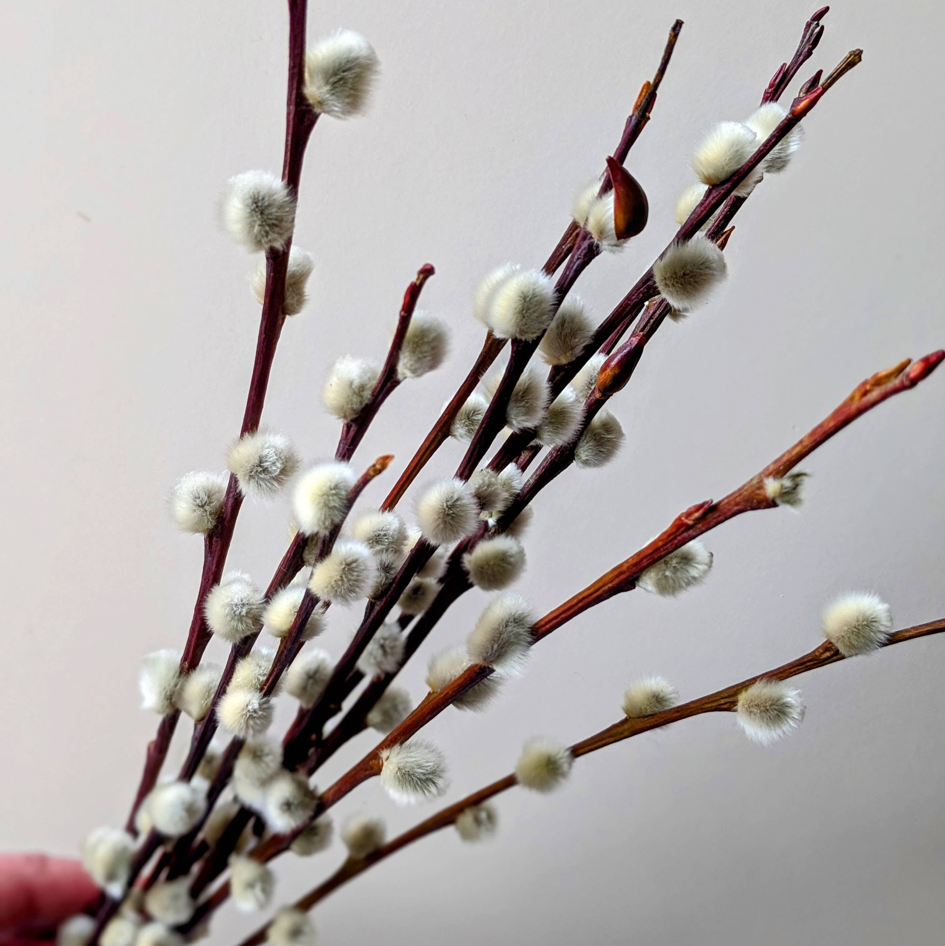 Dried Pussy Willow Bunch 40cm - Salix Caprea - UK Grown