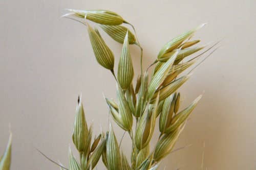 British Dried Oats Bunch: Avena For Arrangements And Crafts