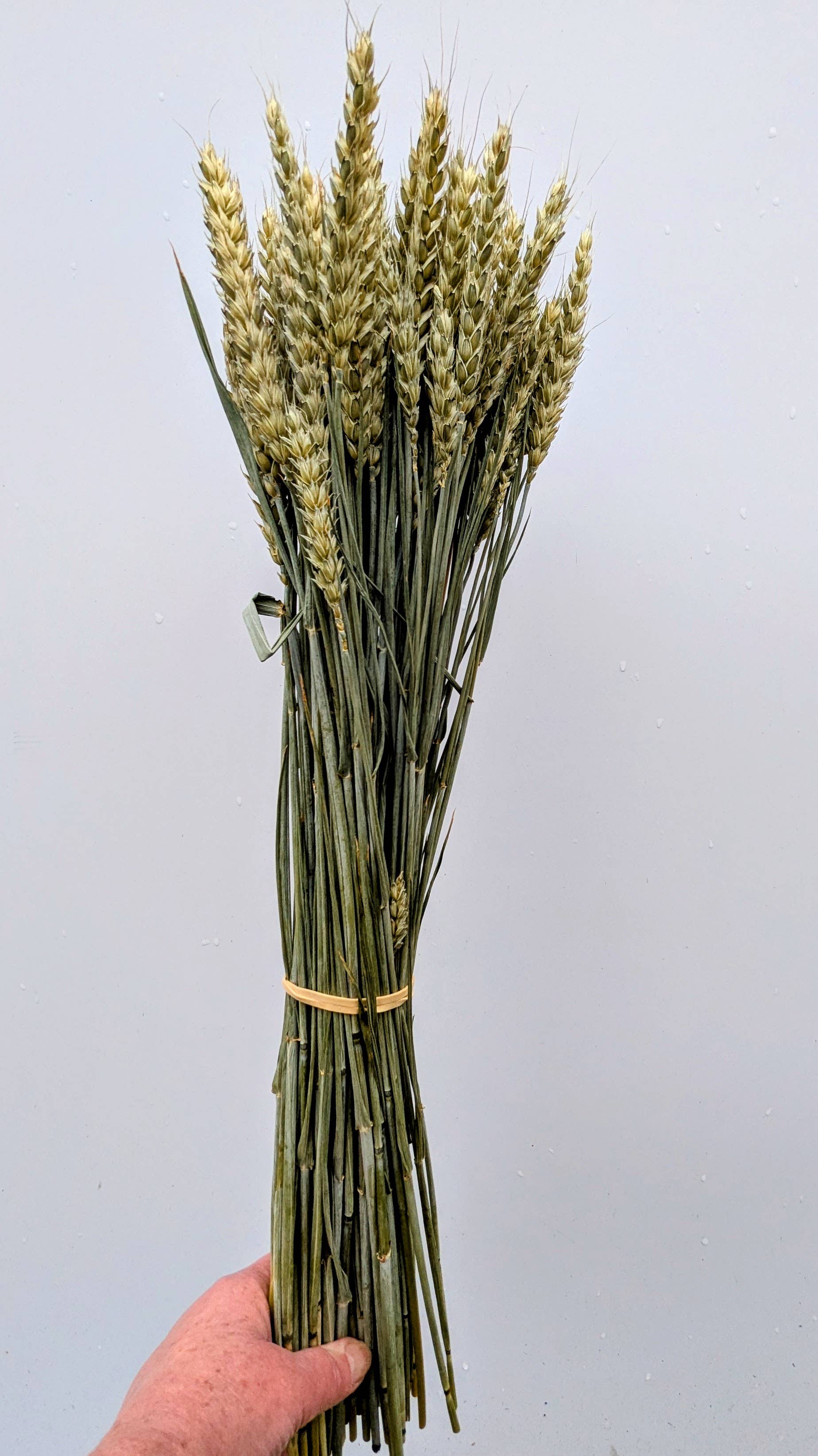British Dried Wheat Bunch For Arrangements And Crafts