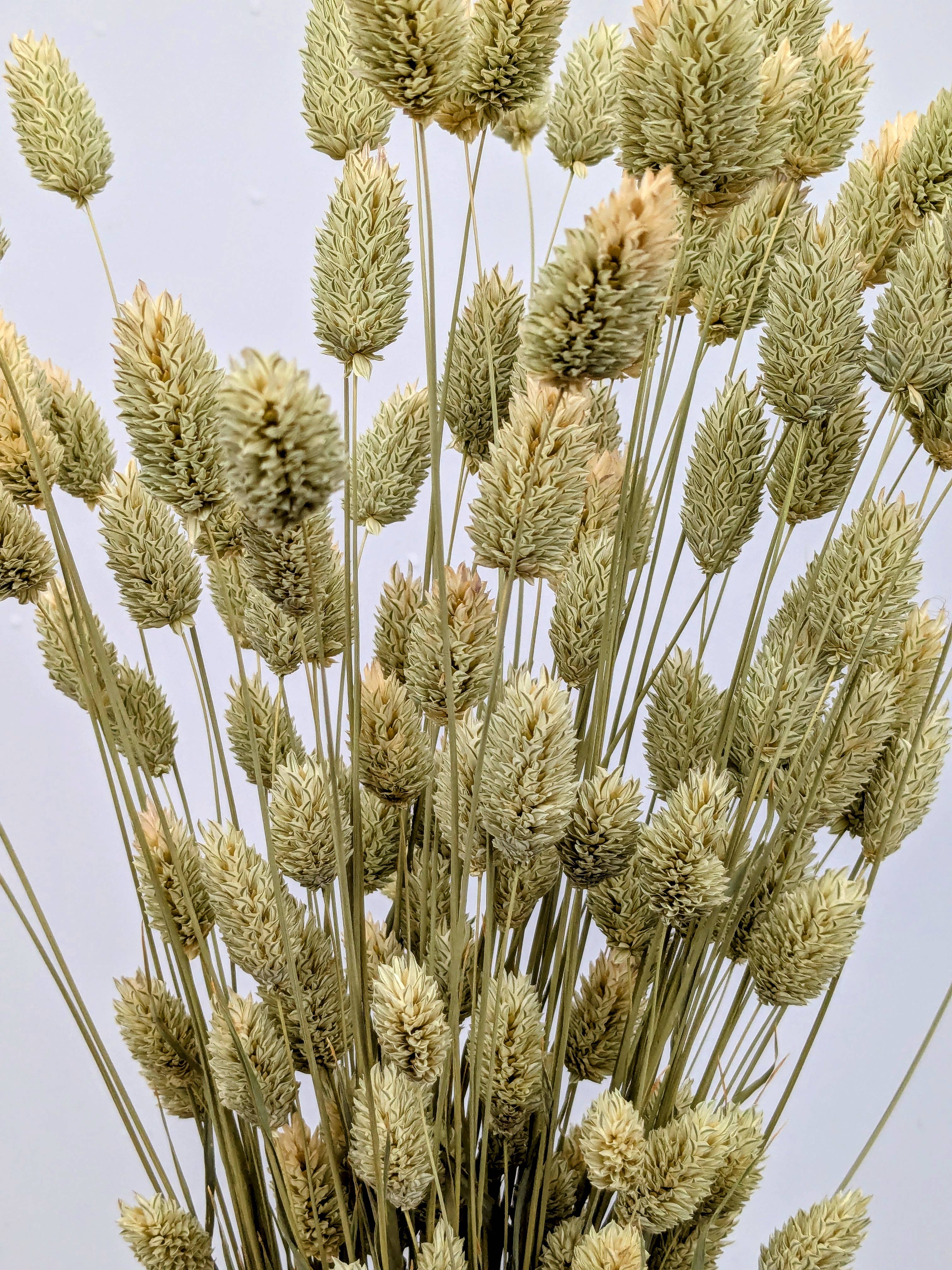 British Dried Phalaris Bunch: UK Canary Grass For Bouquets